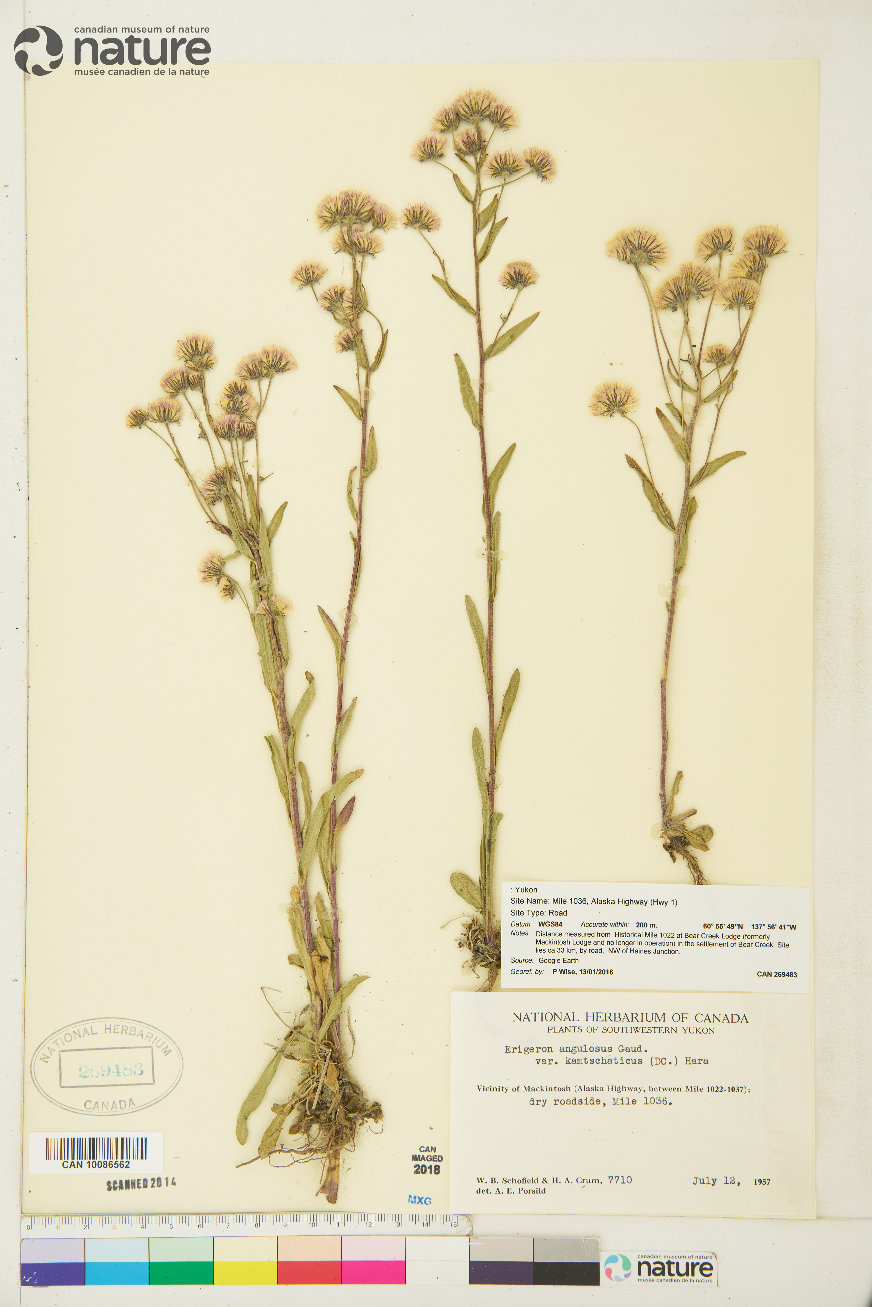 Erigeron acris var. kamtschaticus image