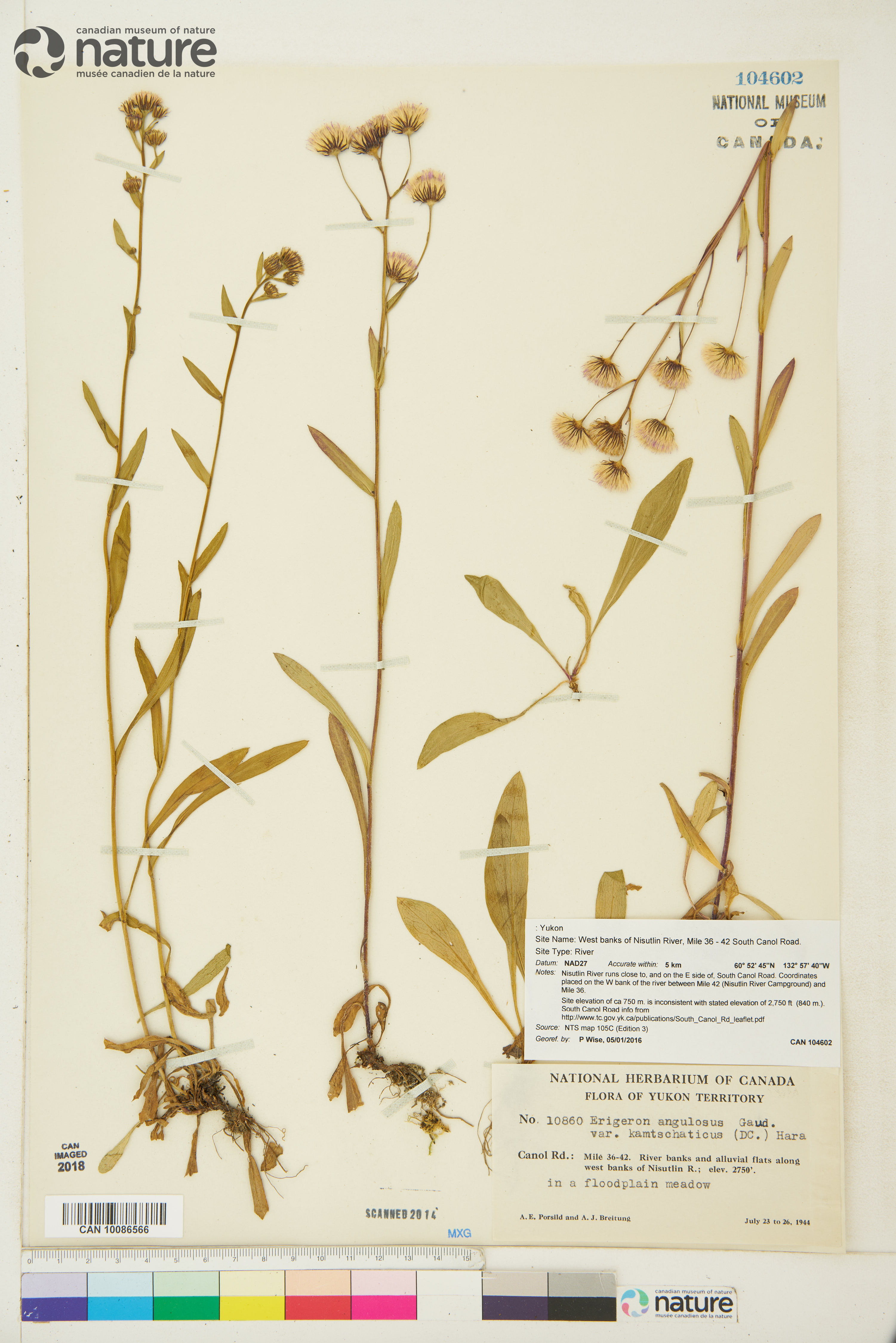 Erigeron acris image