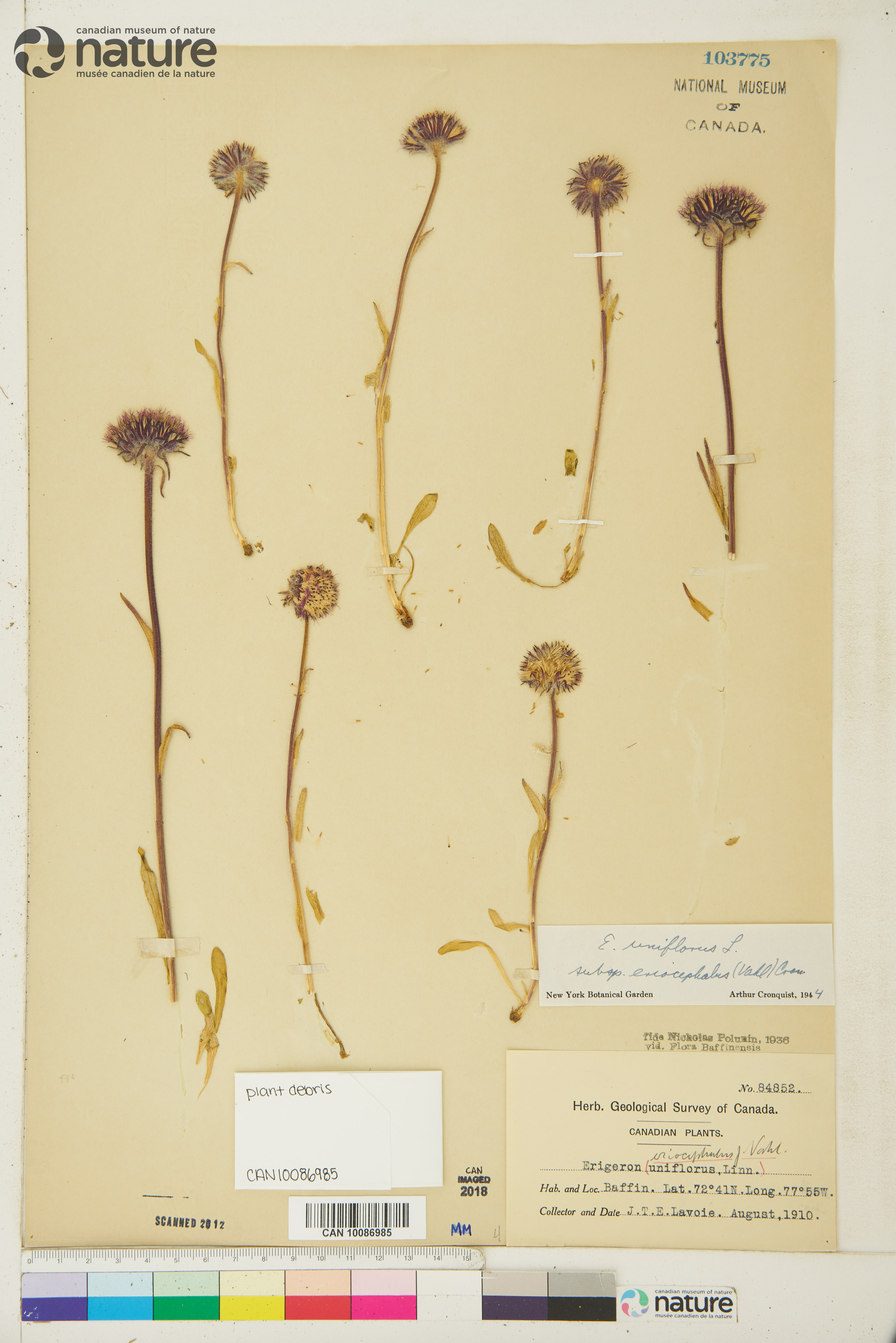 Erigeron uniflorus subsp. eriocephalus image