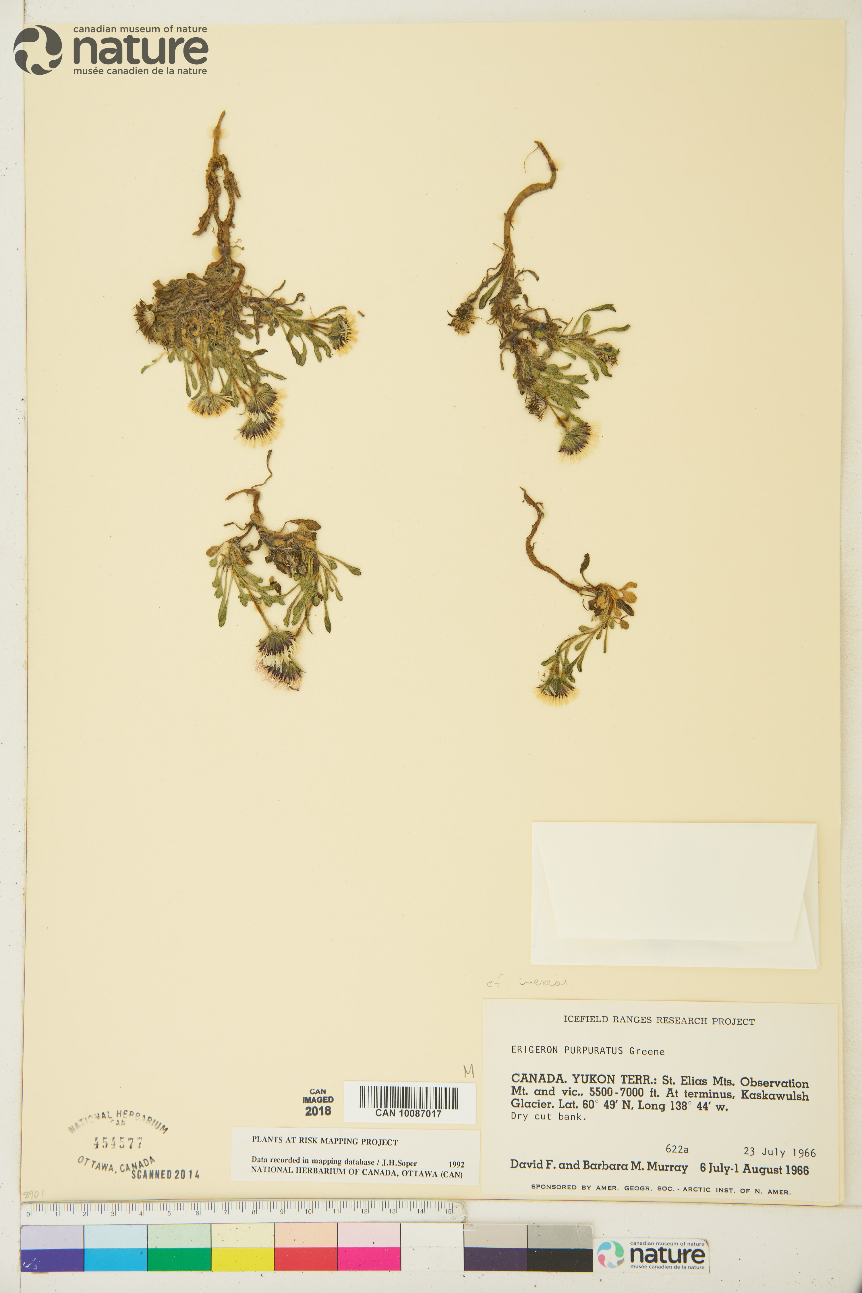 Erigeron mexiae image