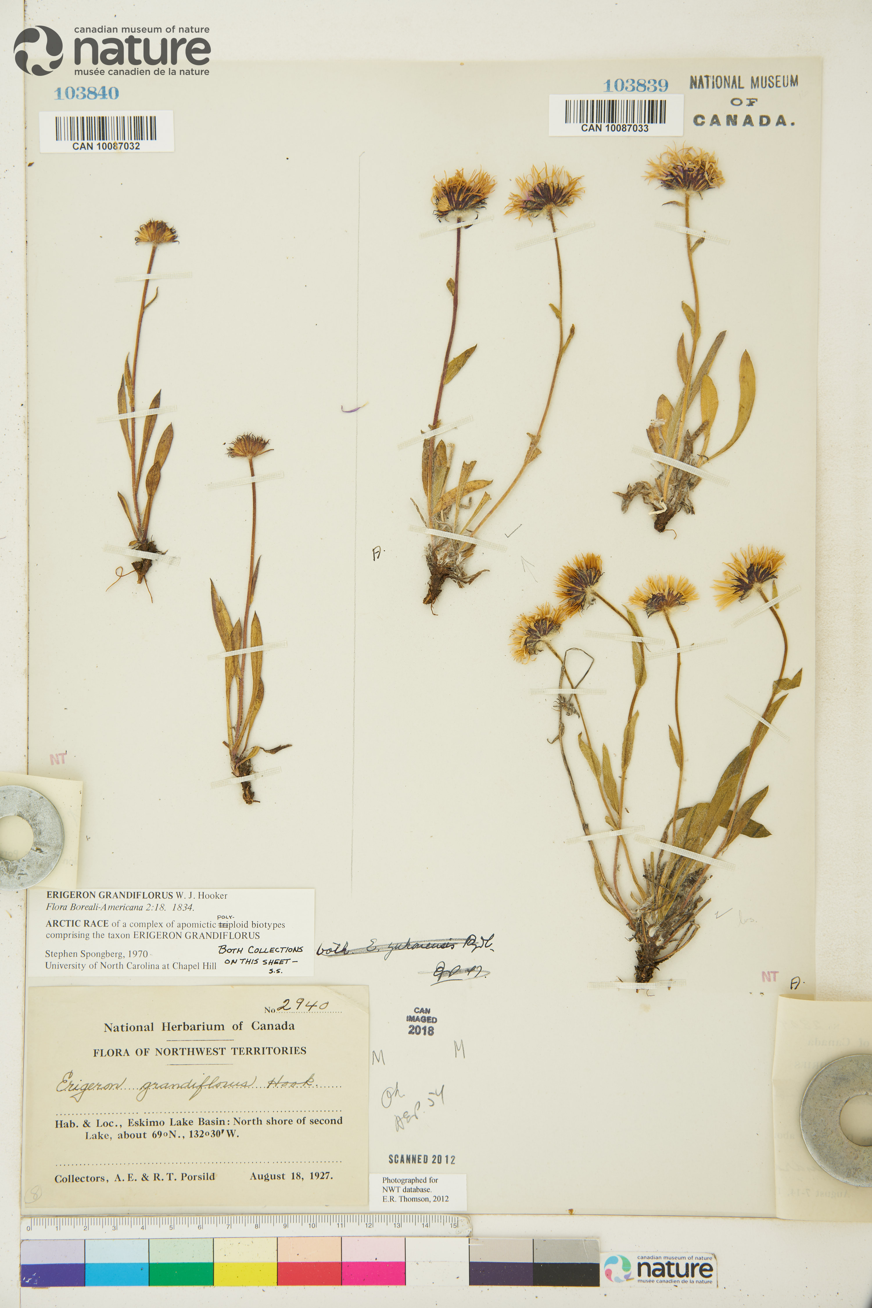 Erigeron grandiflorus subsp. arcticus image