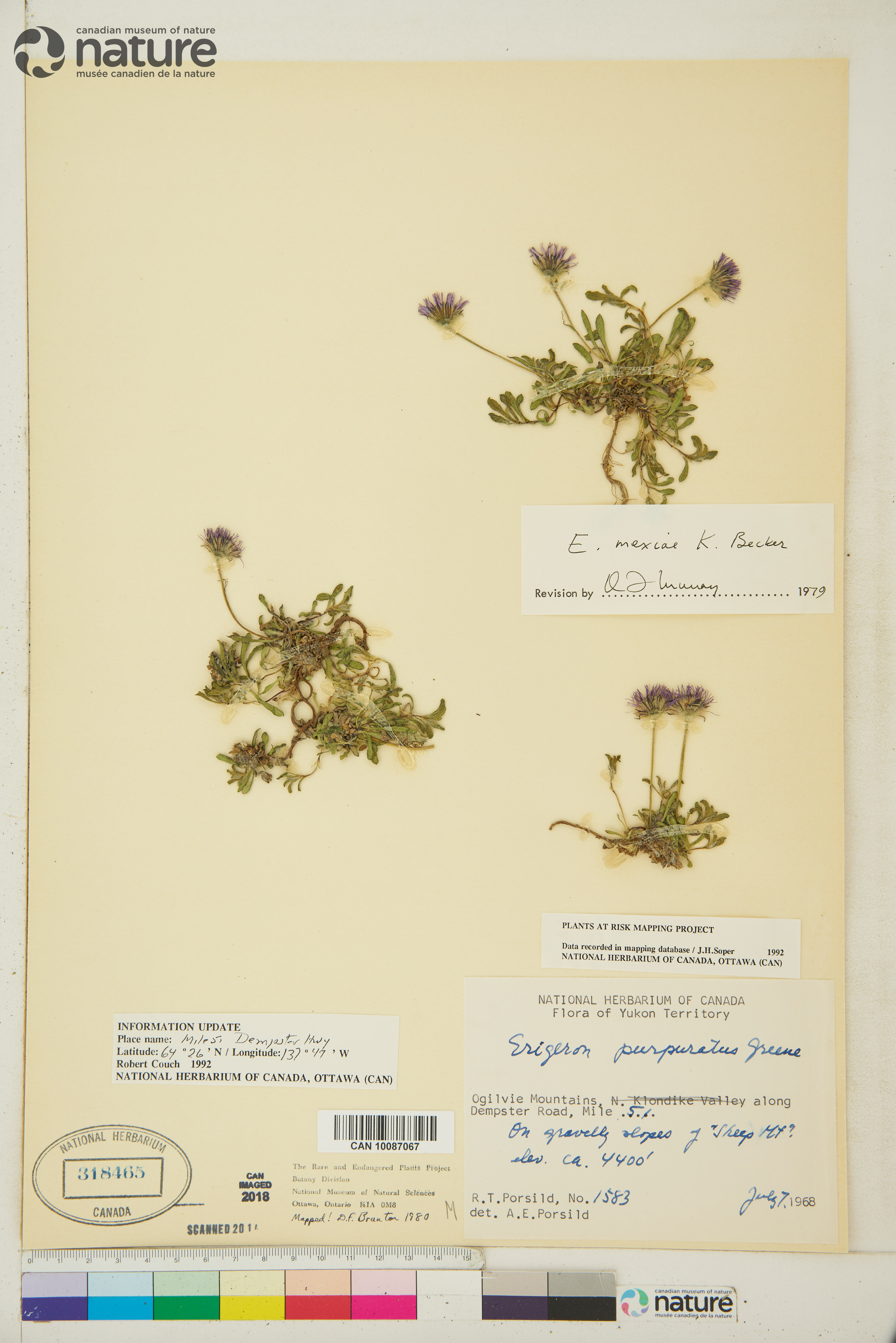 Erigeron mexiae image