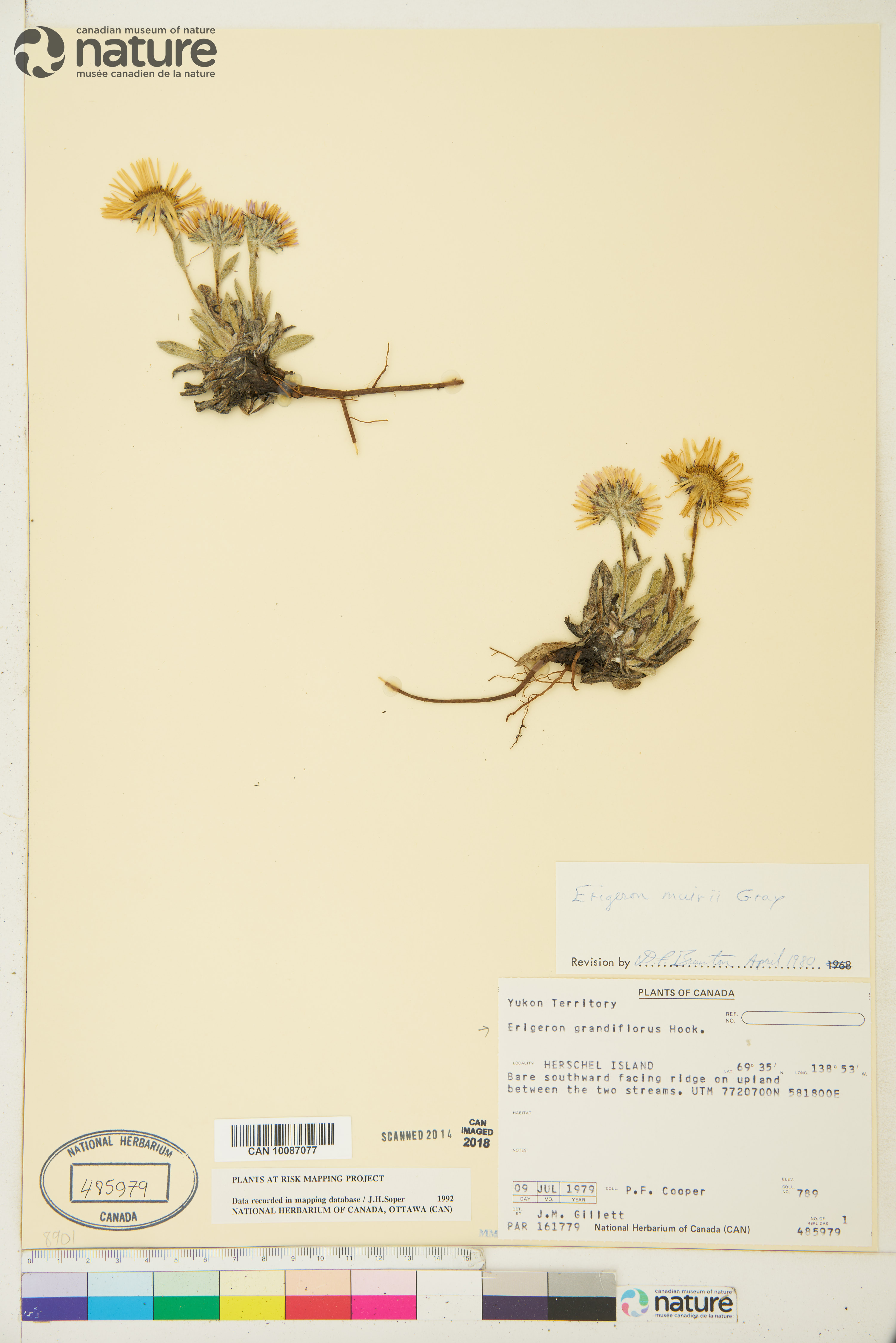 Erigeron muirii image