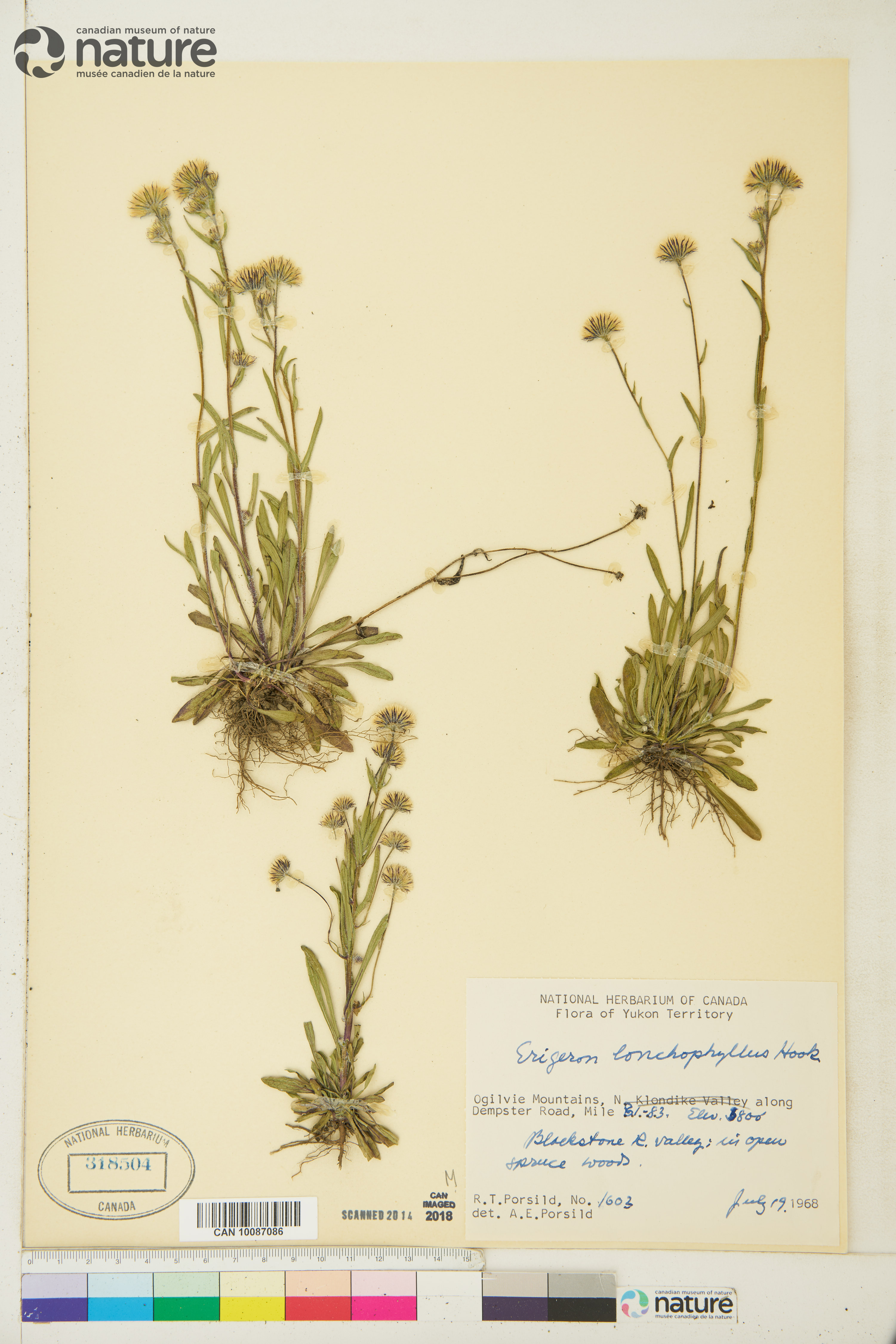 Erigeron lonchophyllus image