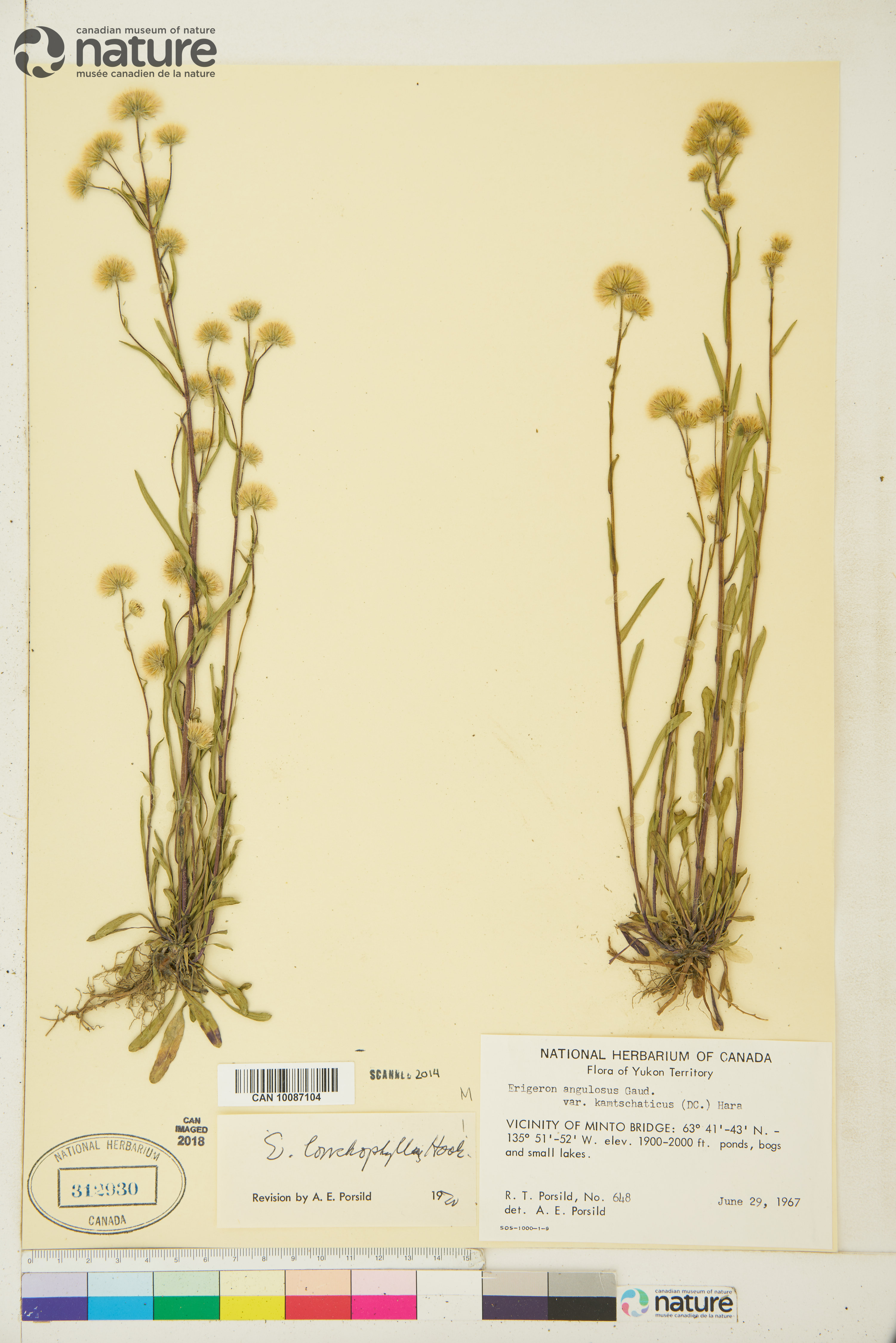 Erigeron lonchophyllus image