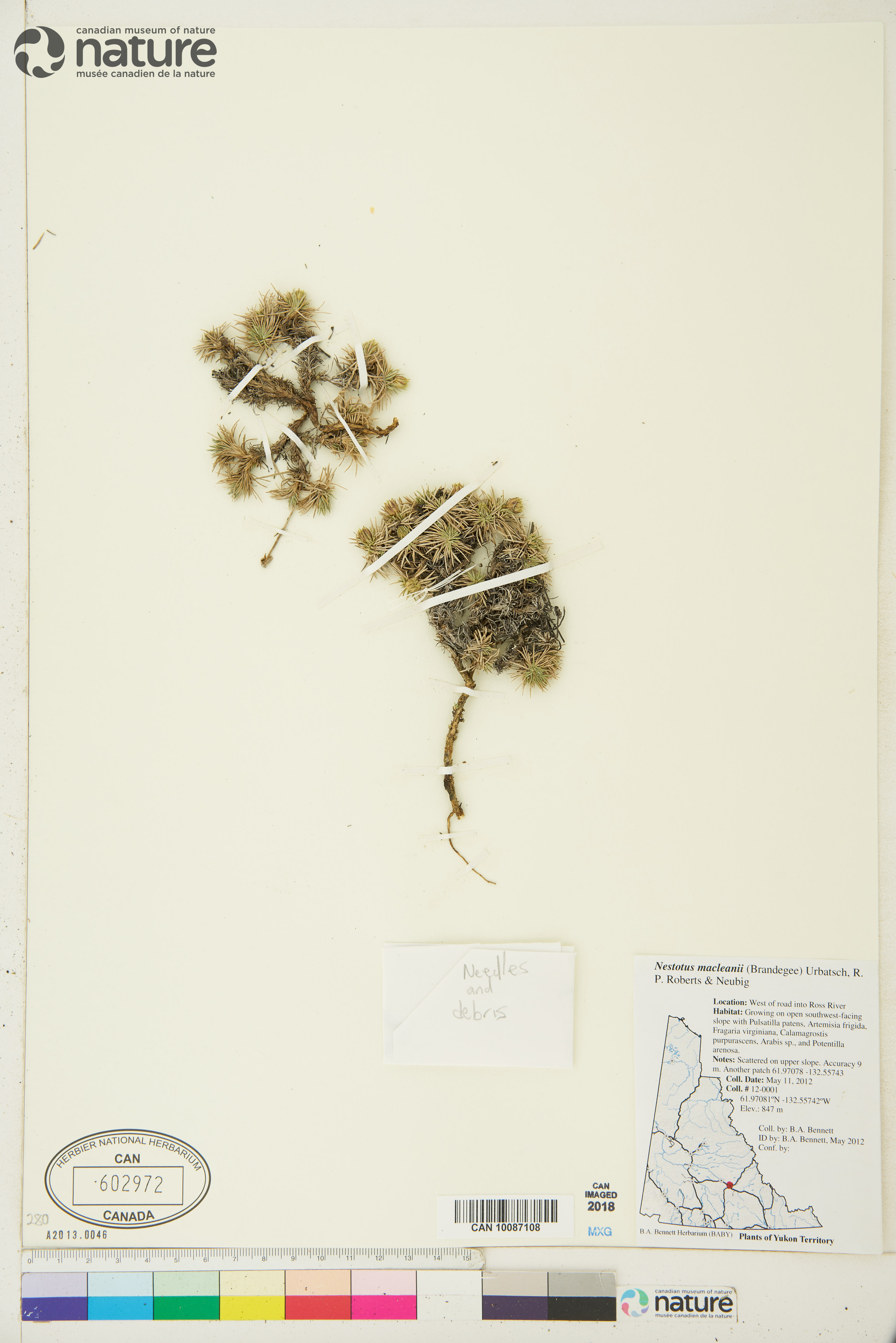 Nestotus macleanii image