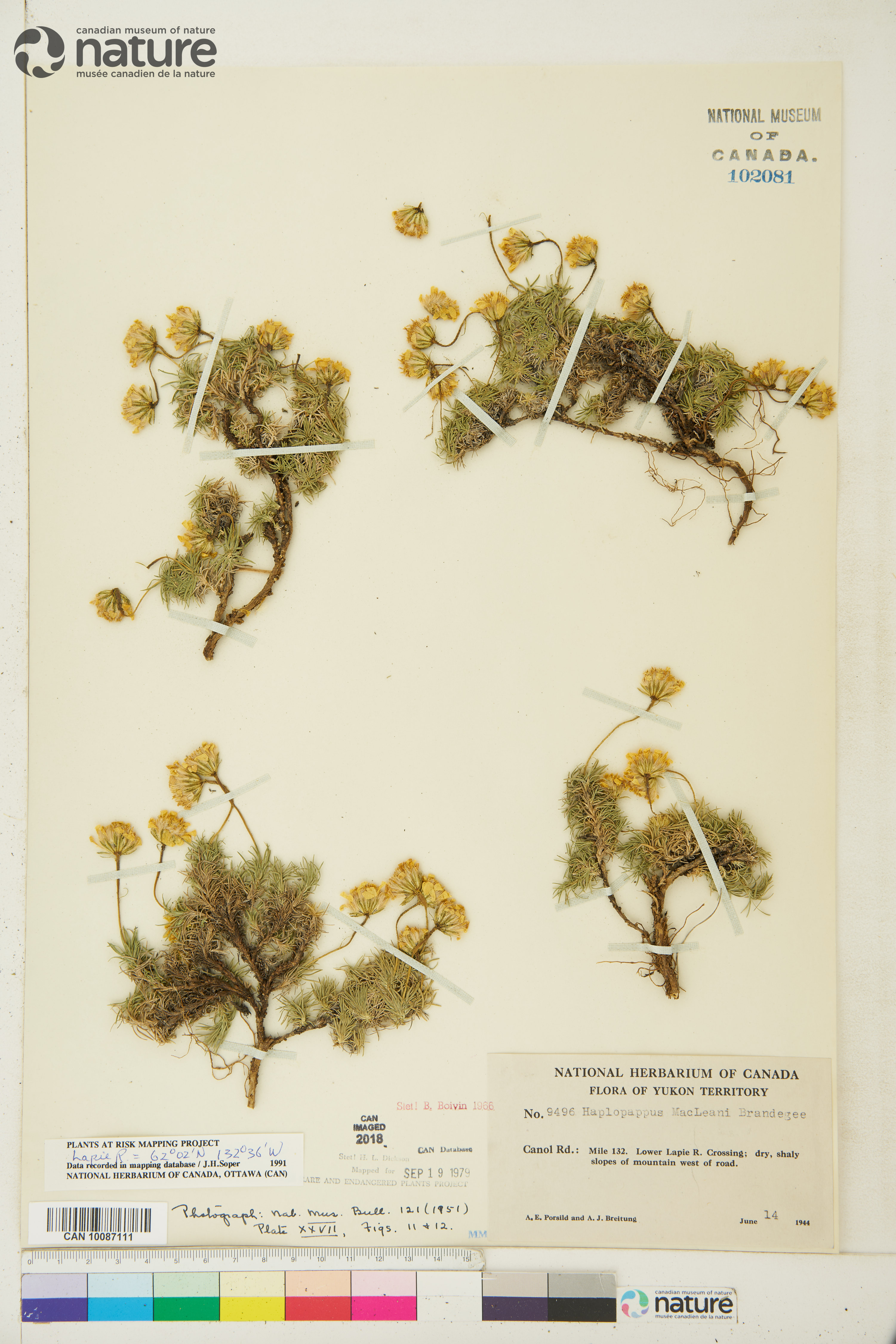 Nestotus macleanii image