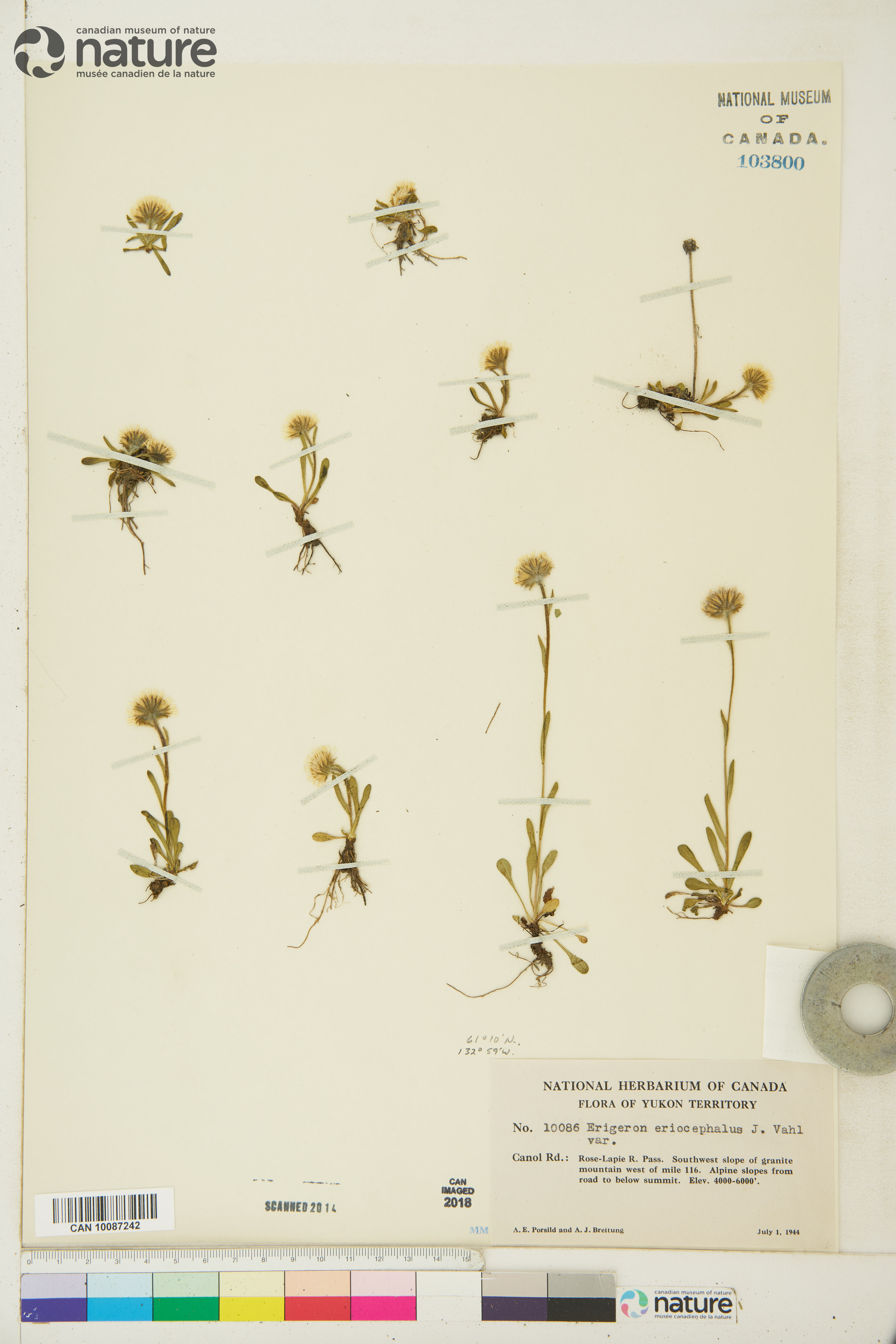 Erigeron uniflorus subsp. eriocephalus image