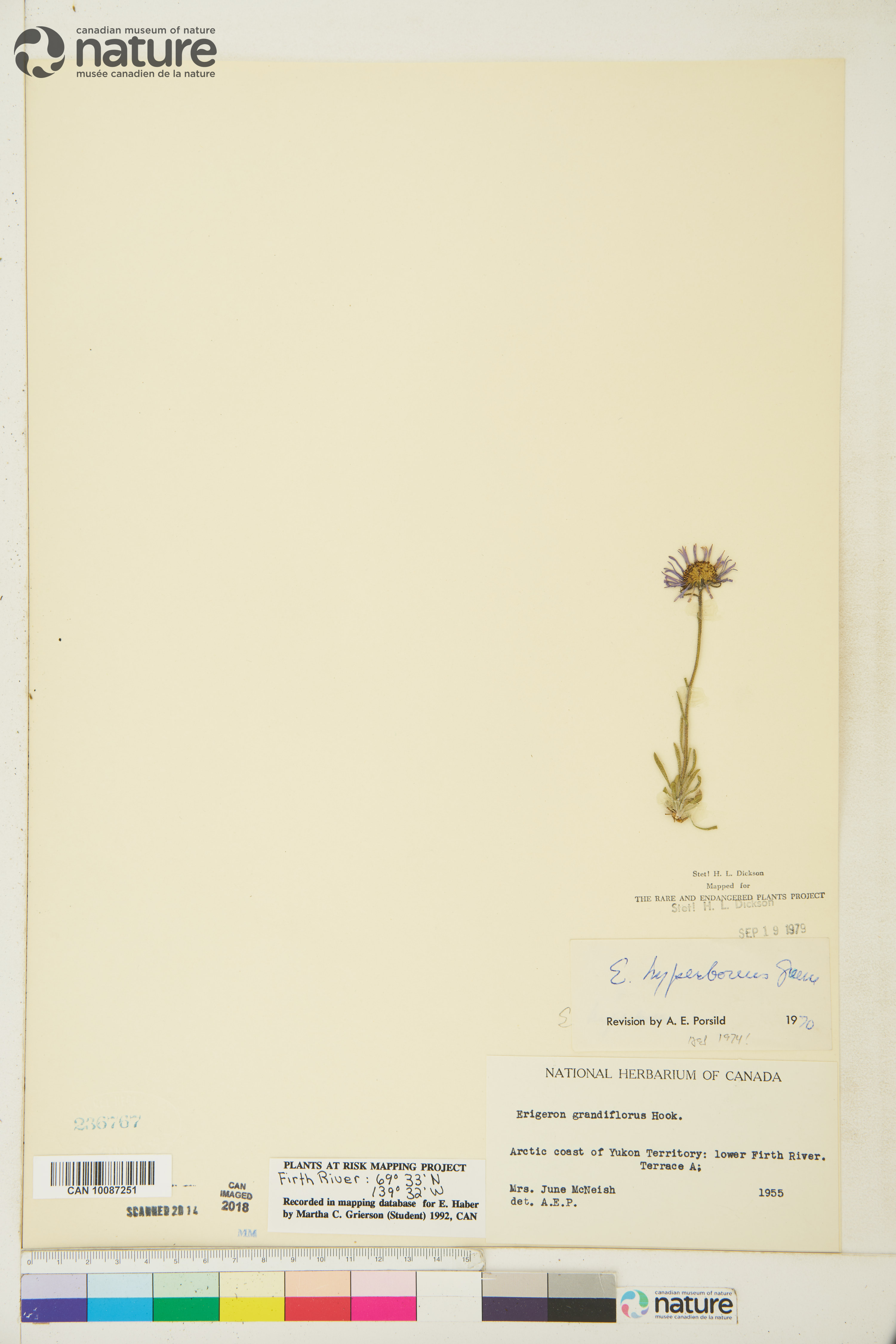 Erigeron hyperboreus image
