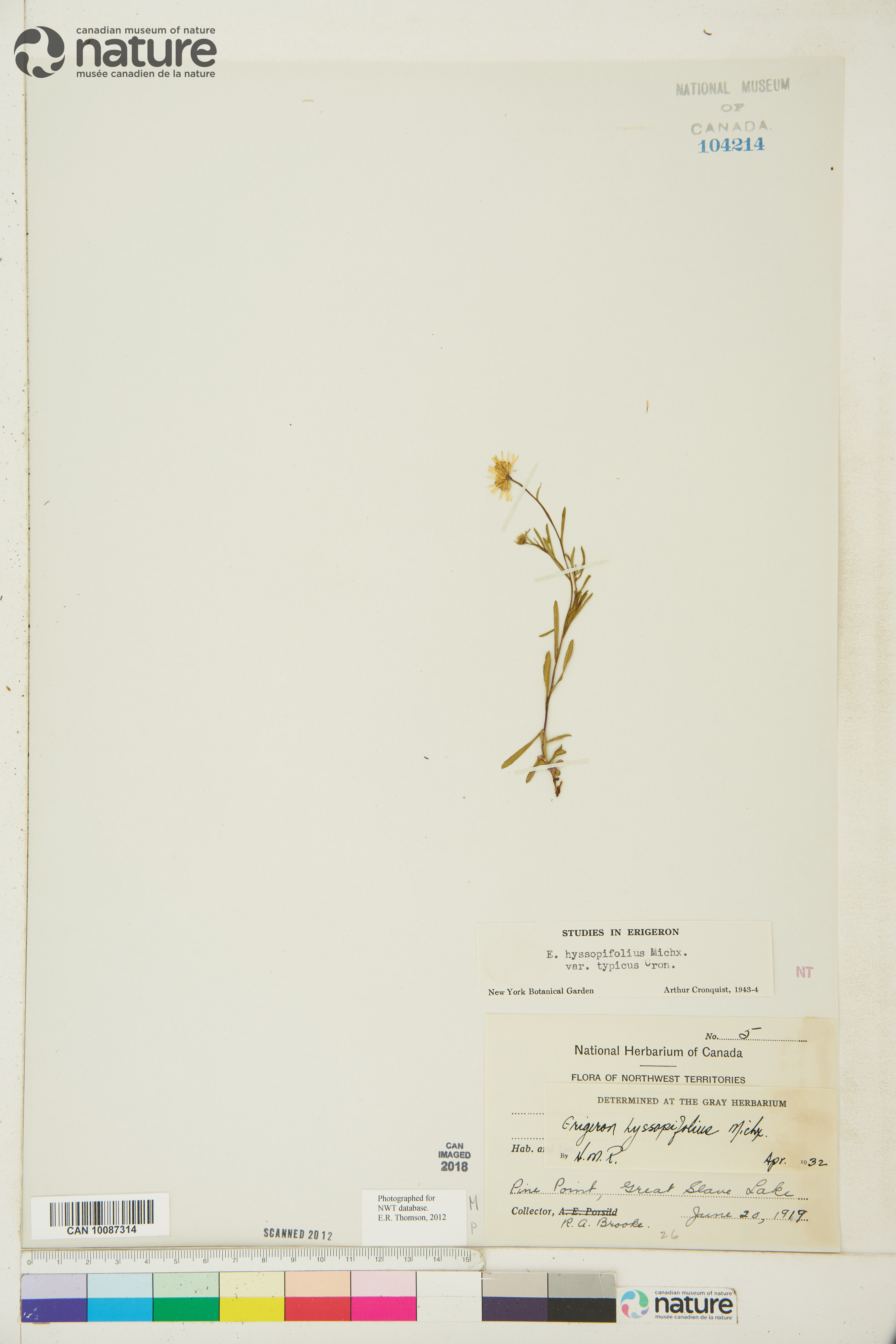 Erigeron hyssopifolius image