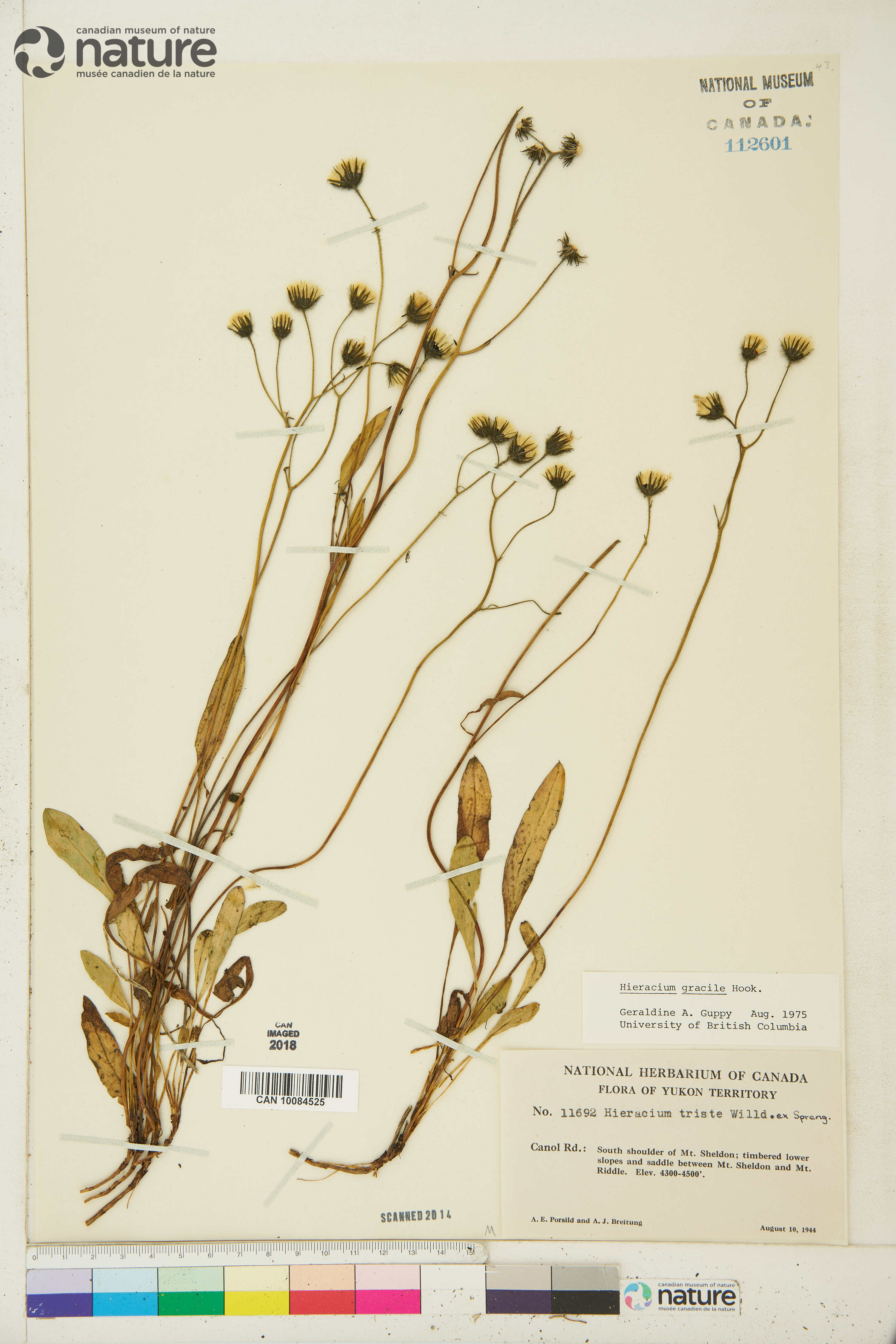 Hieracium gracile image