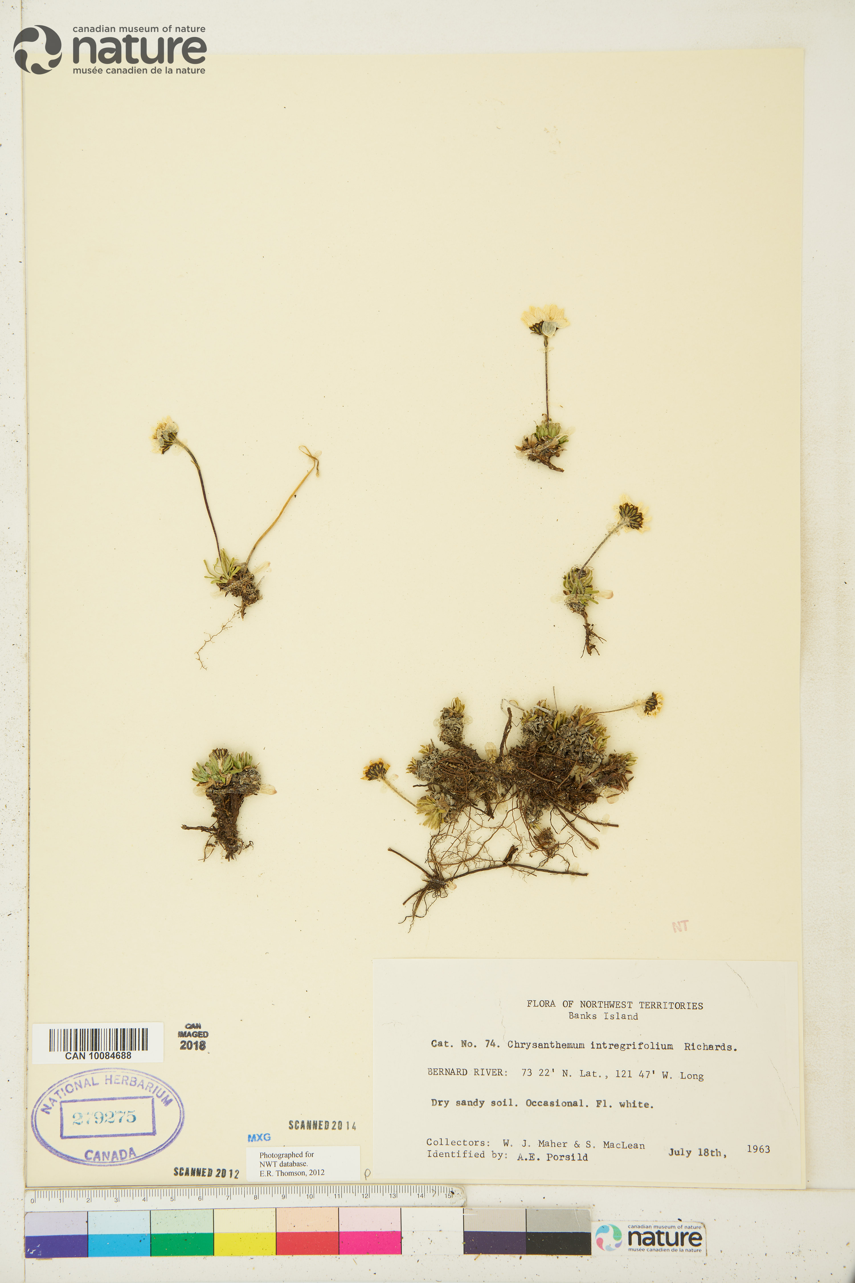 Hulteniella integrifolia image
