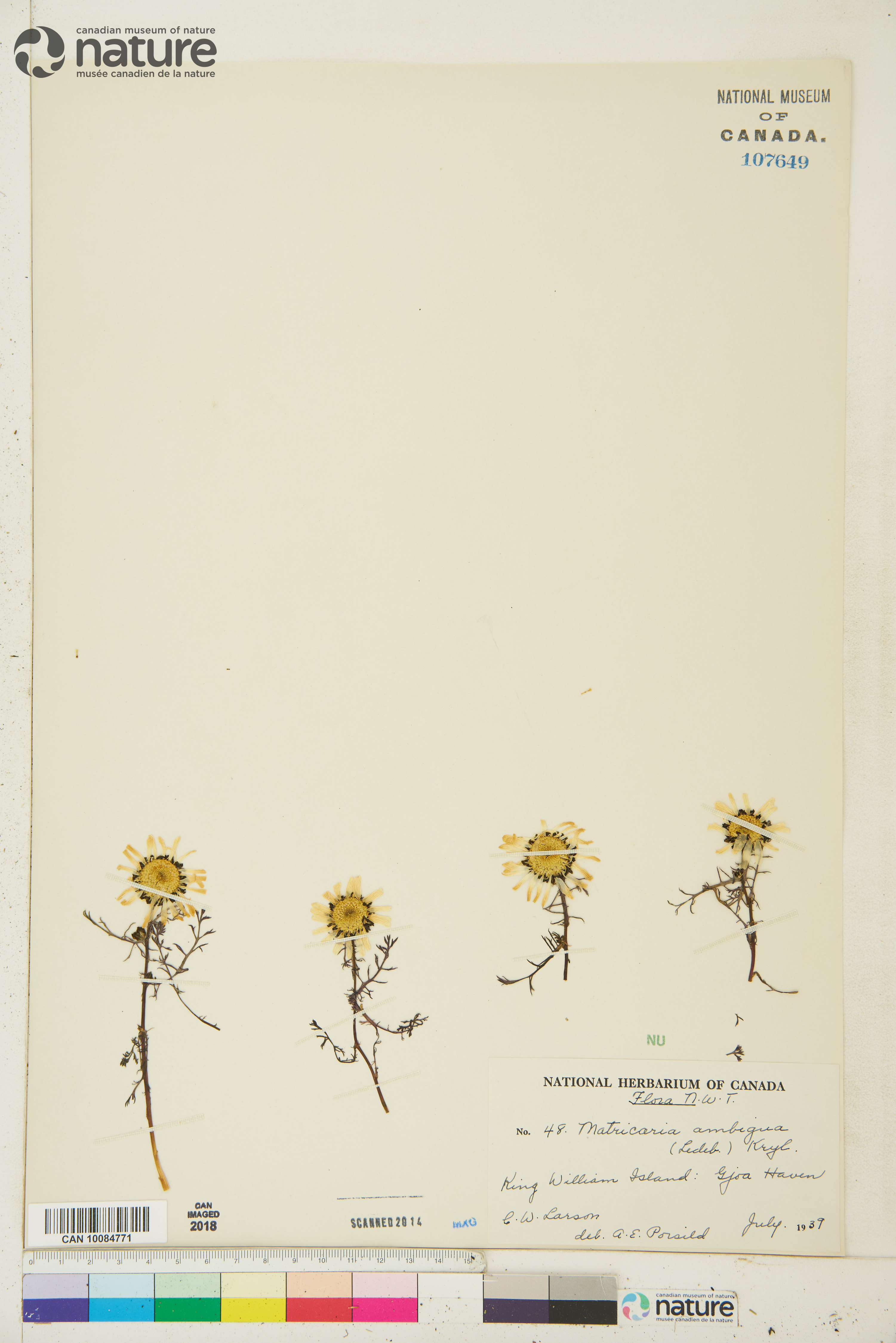 Tripleurospermum maritimum image