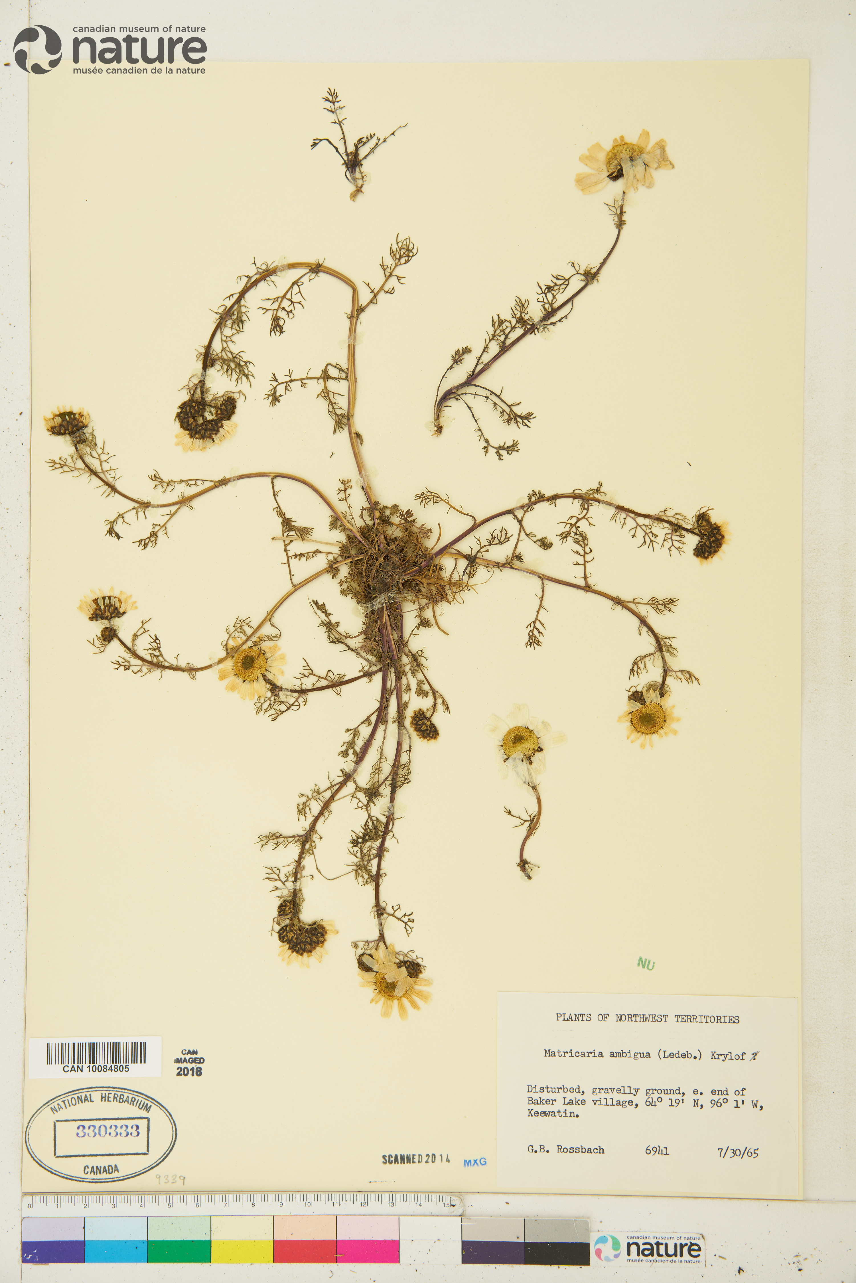 Tripleurospermum maritimum subsp. phaeocephalum image