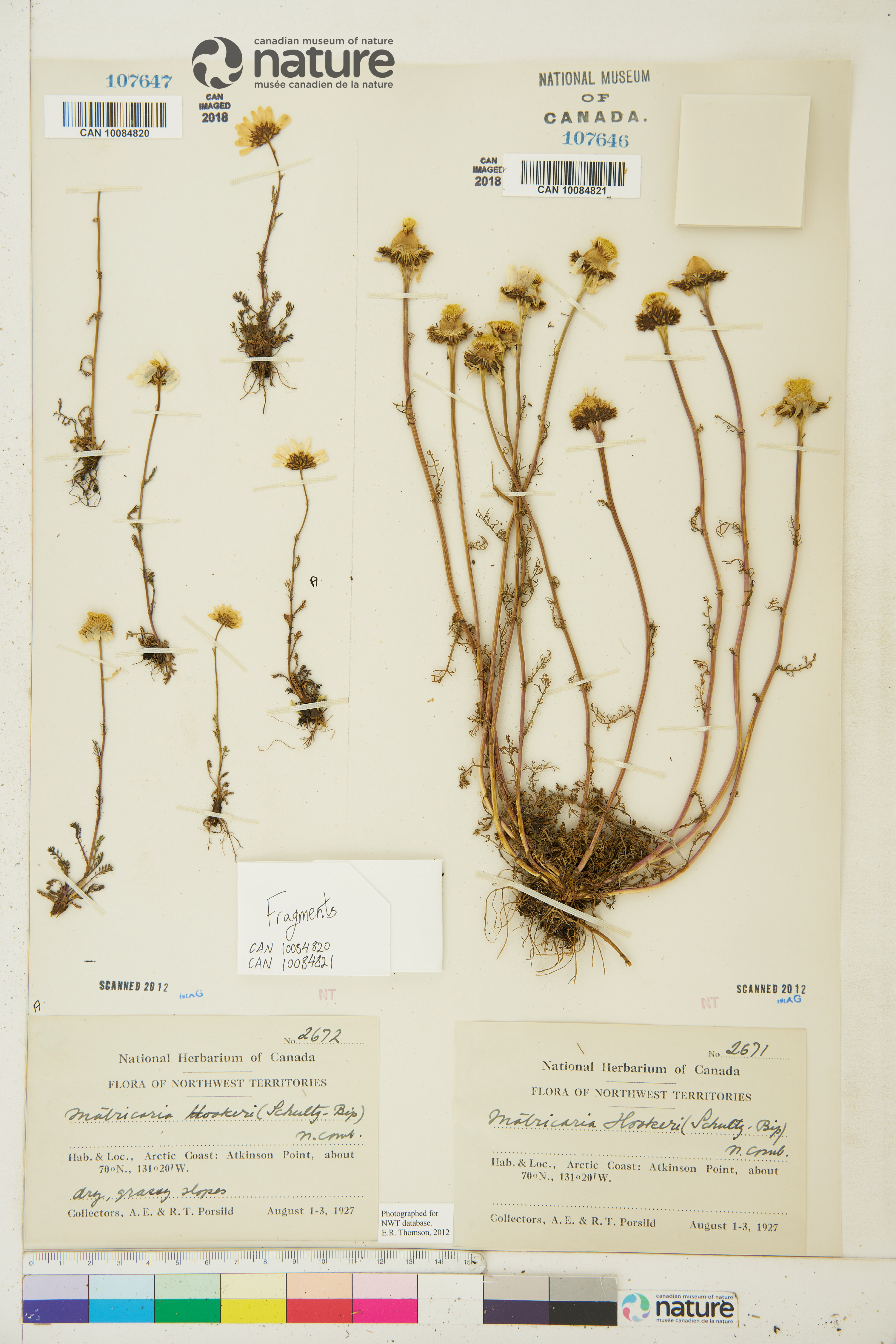 Tripleurospermum maritimum image