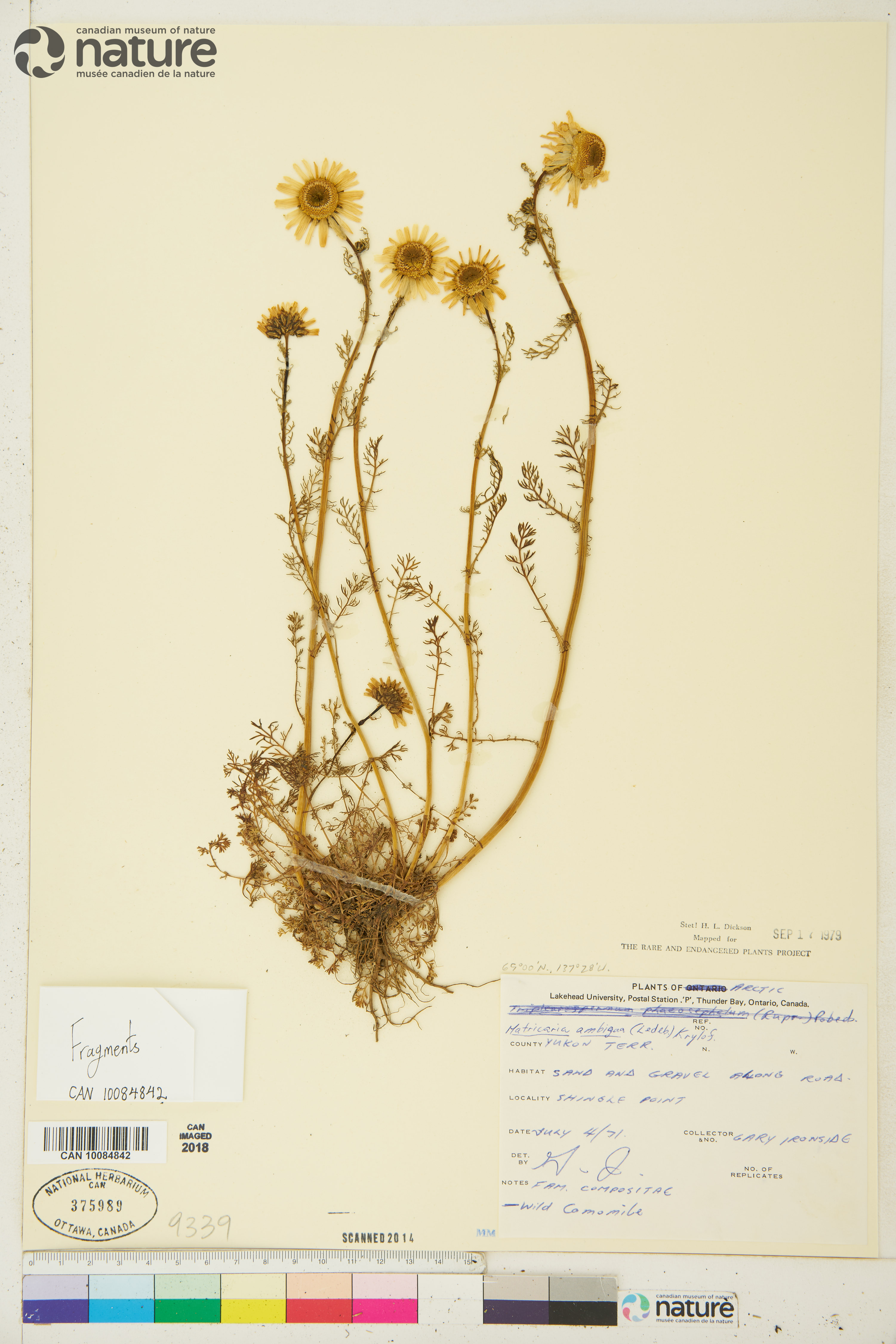 Tripleurospermum maritimum image