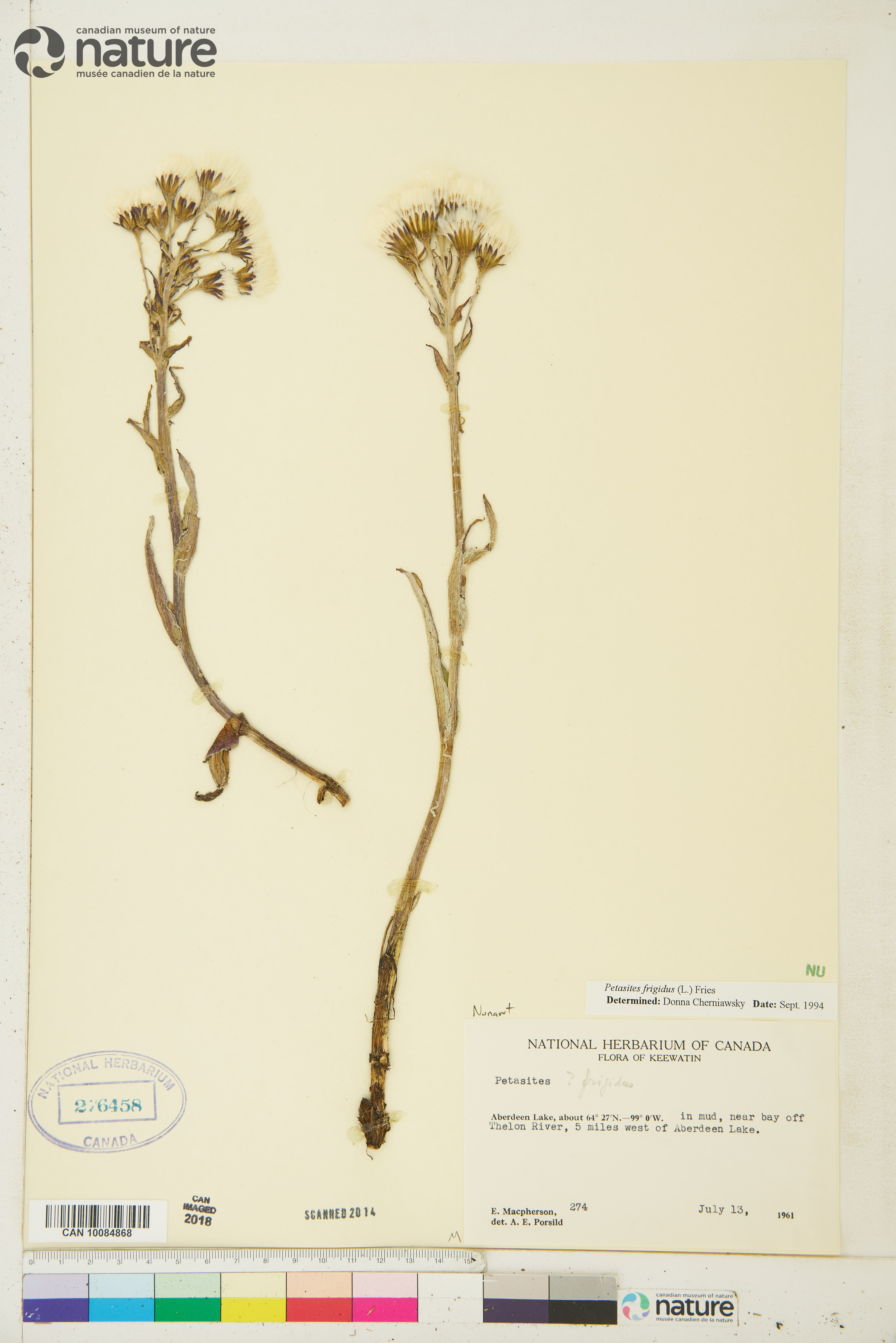 Petasites frigidus var. frigidus image