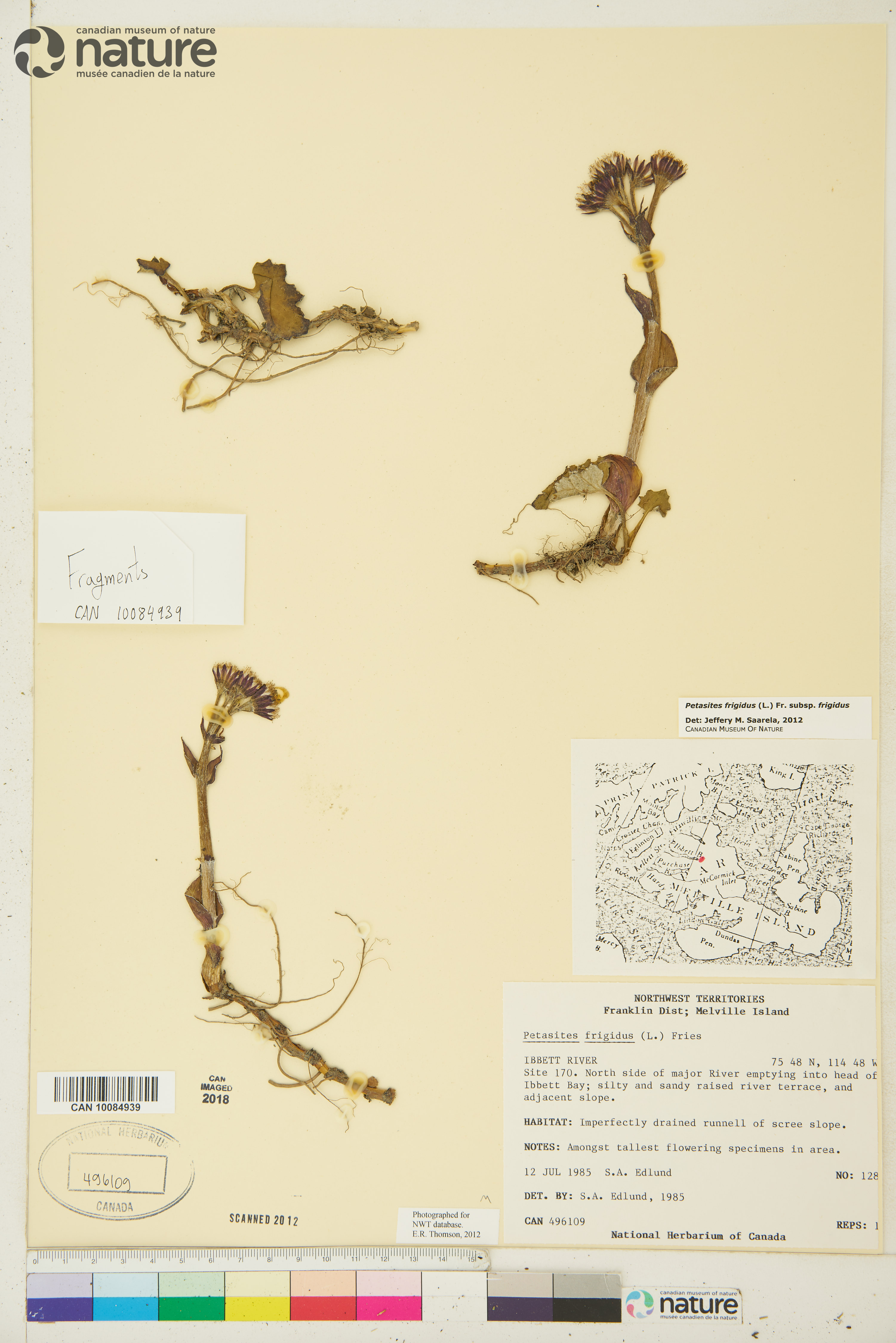 Petasites frigidus var. frigidus image