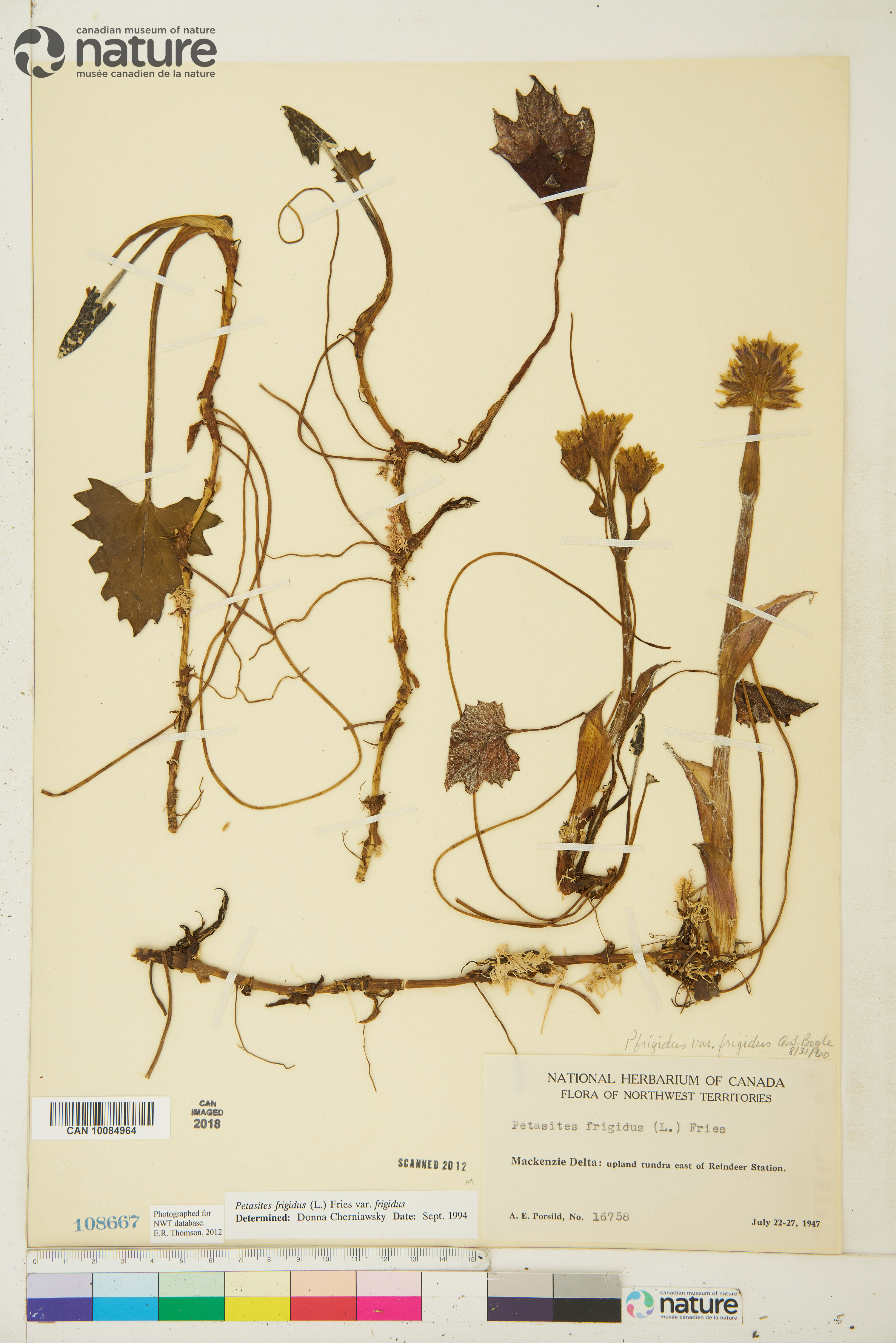 Petasites frigidus var. frigidus image