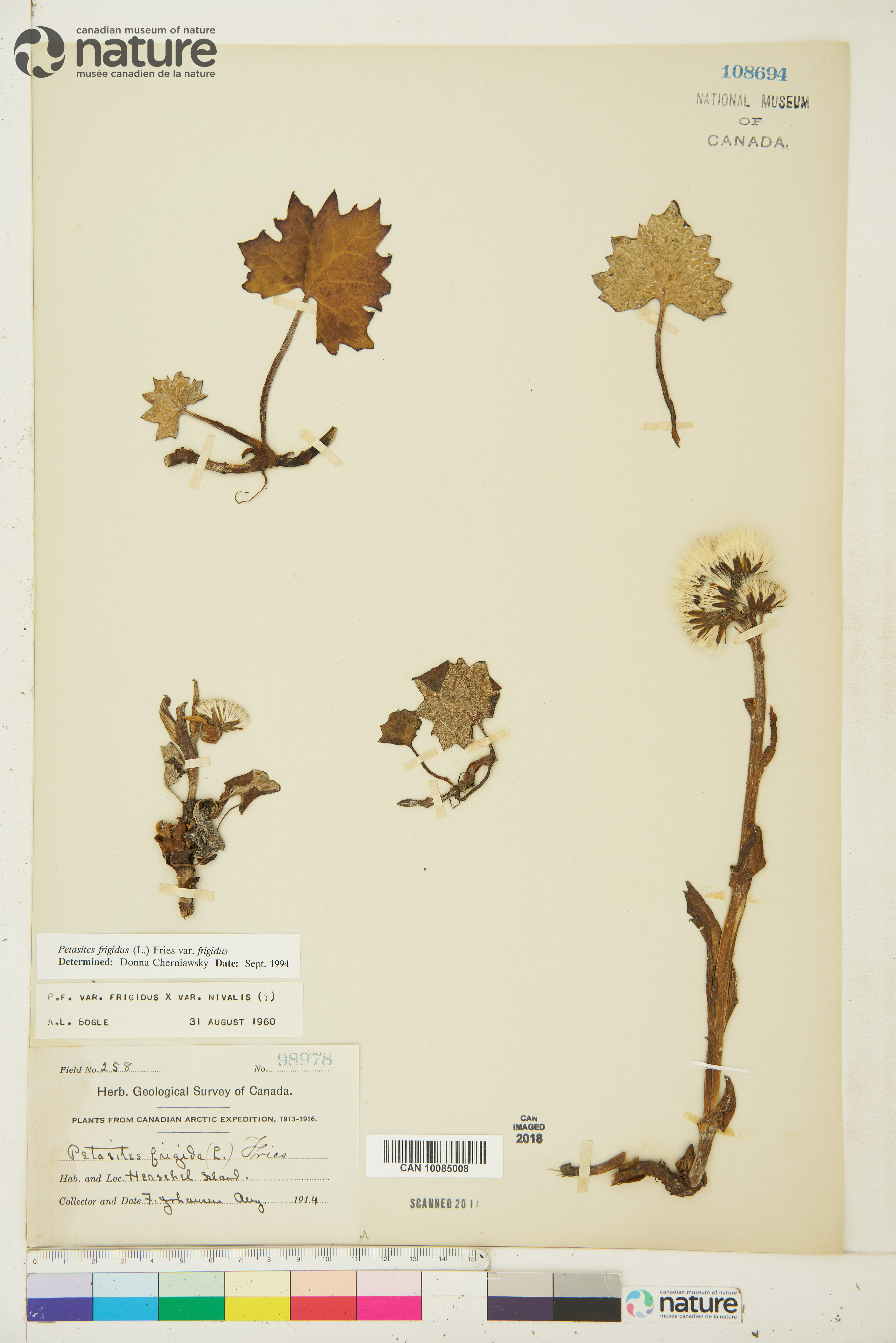 Petasites frigidus var. frigidus image
