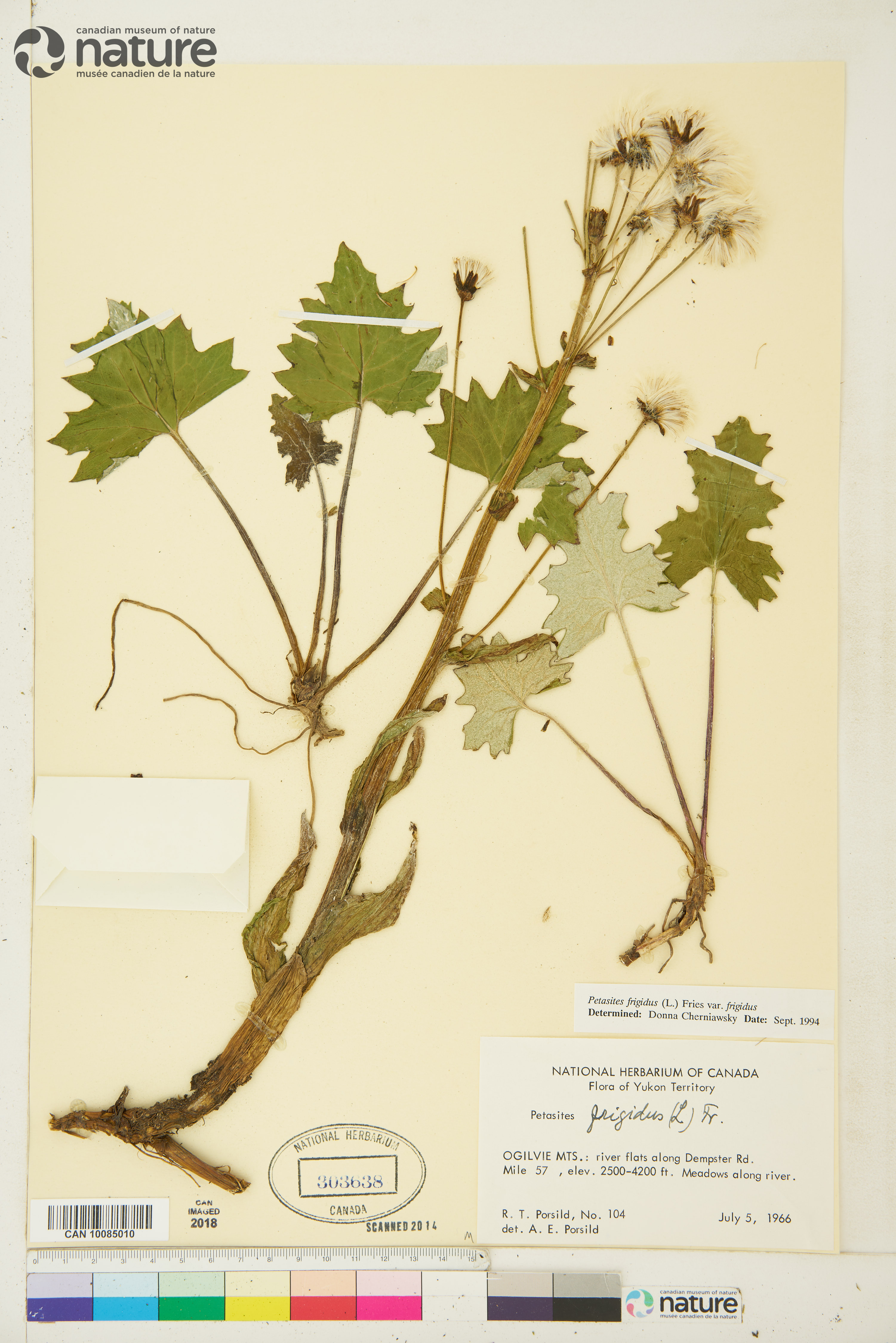Petasites frigidus var. frigidus image