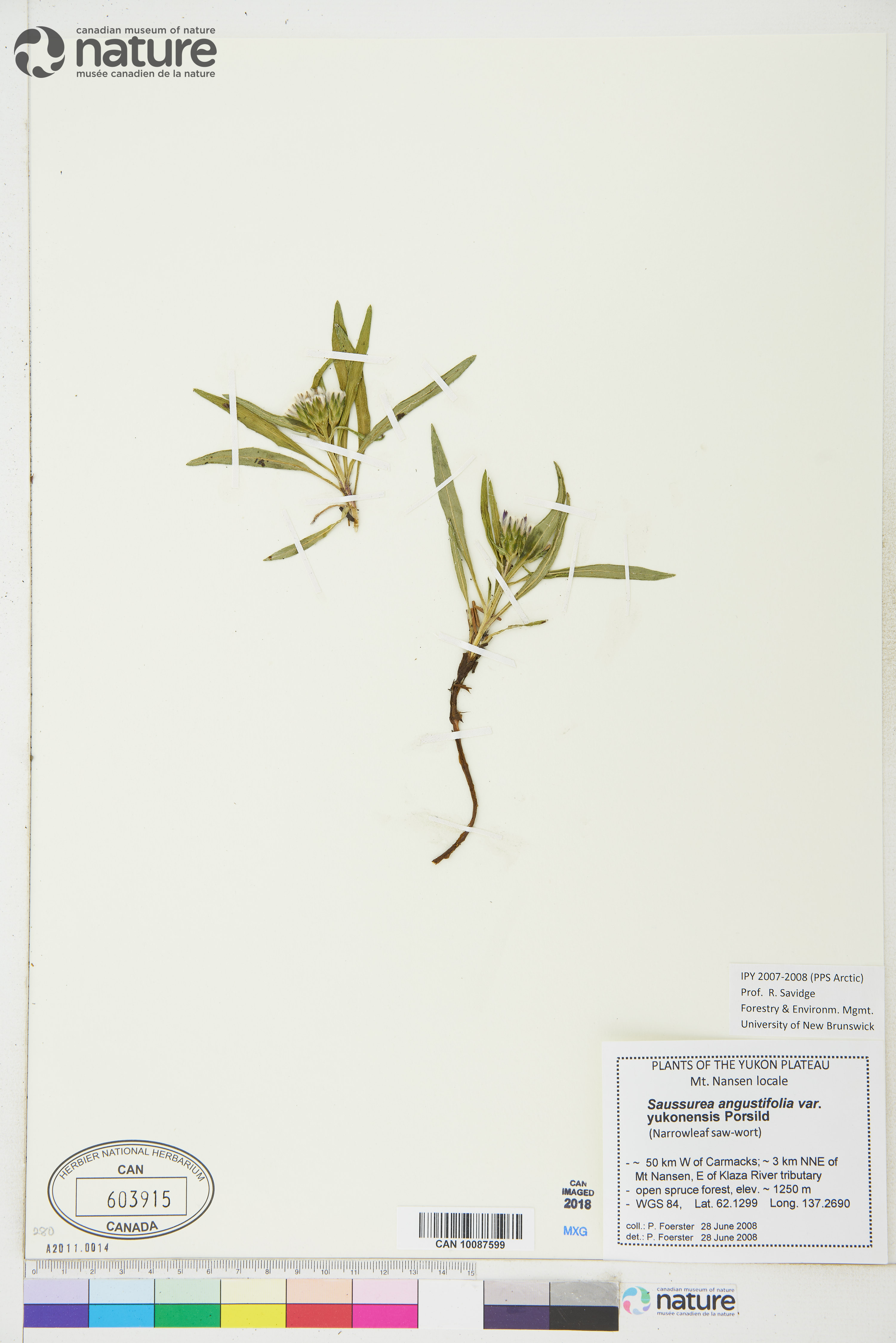 Saussurea angustifolia var. yukonensis image