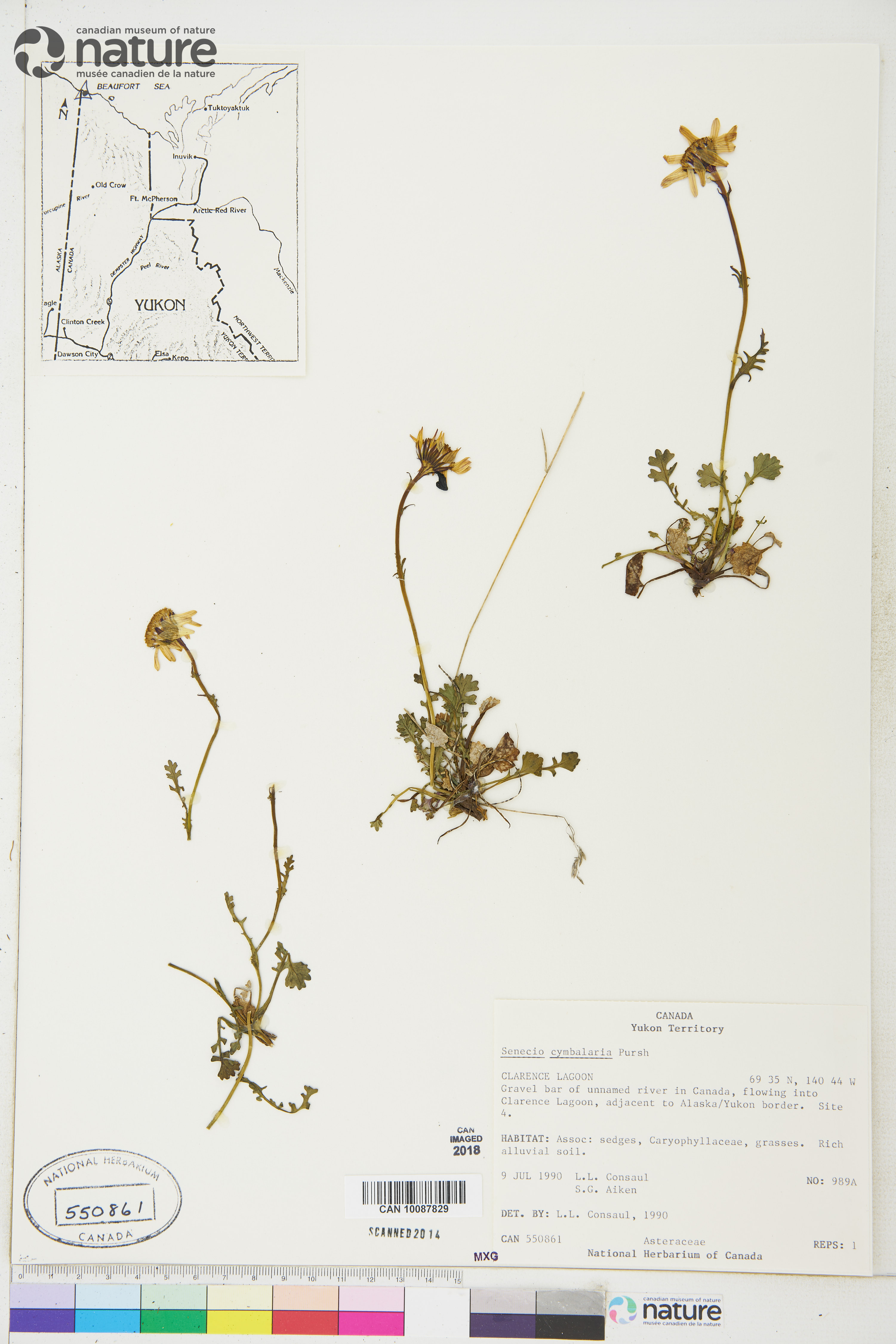 Packera cymbalaria image