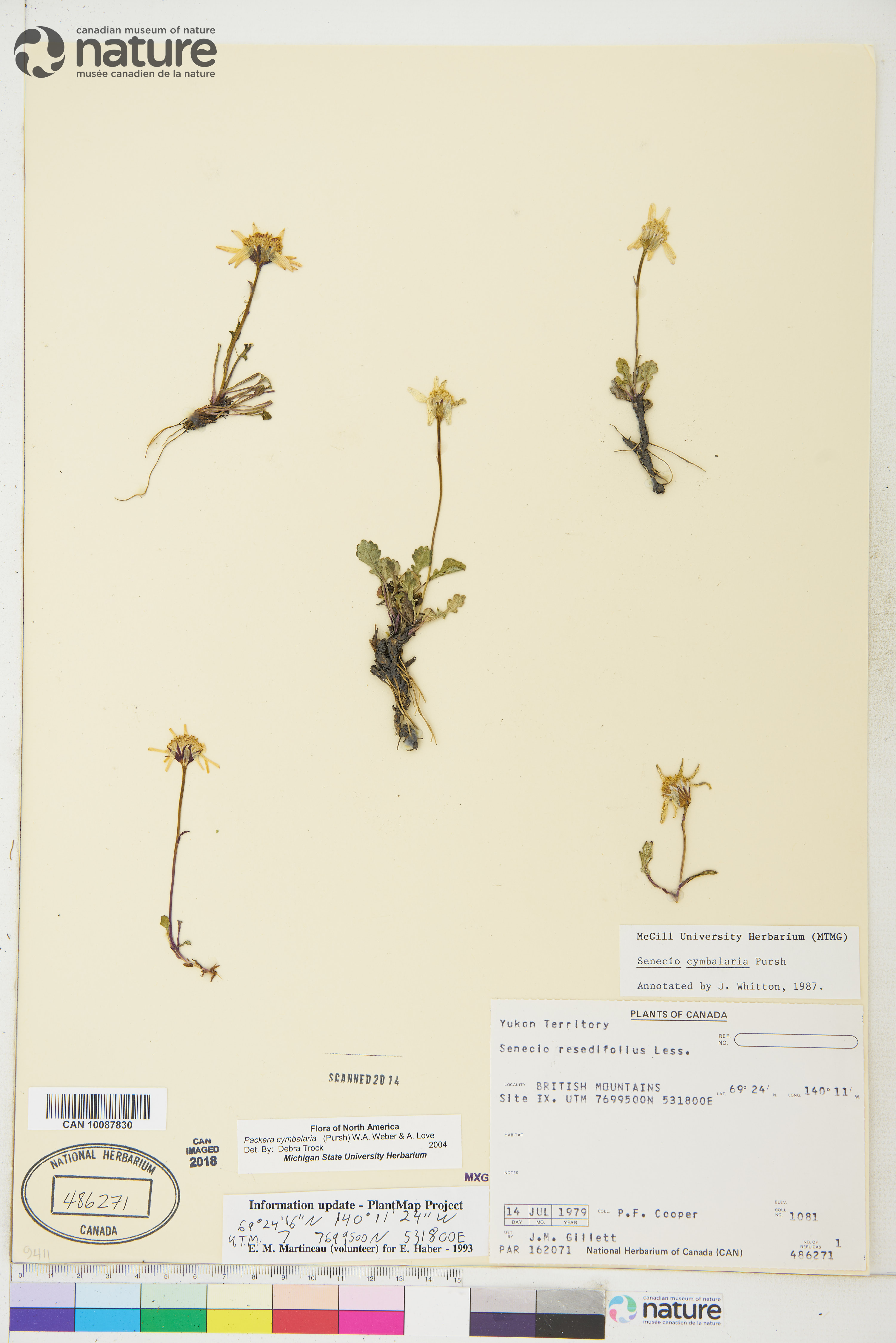 Packera cymbalaria image