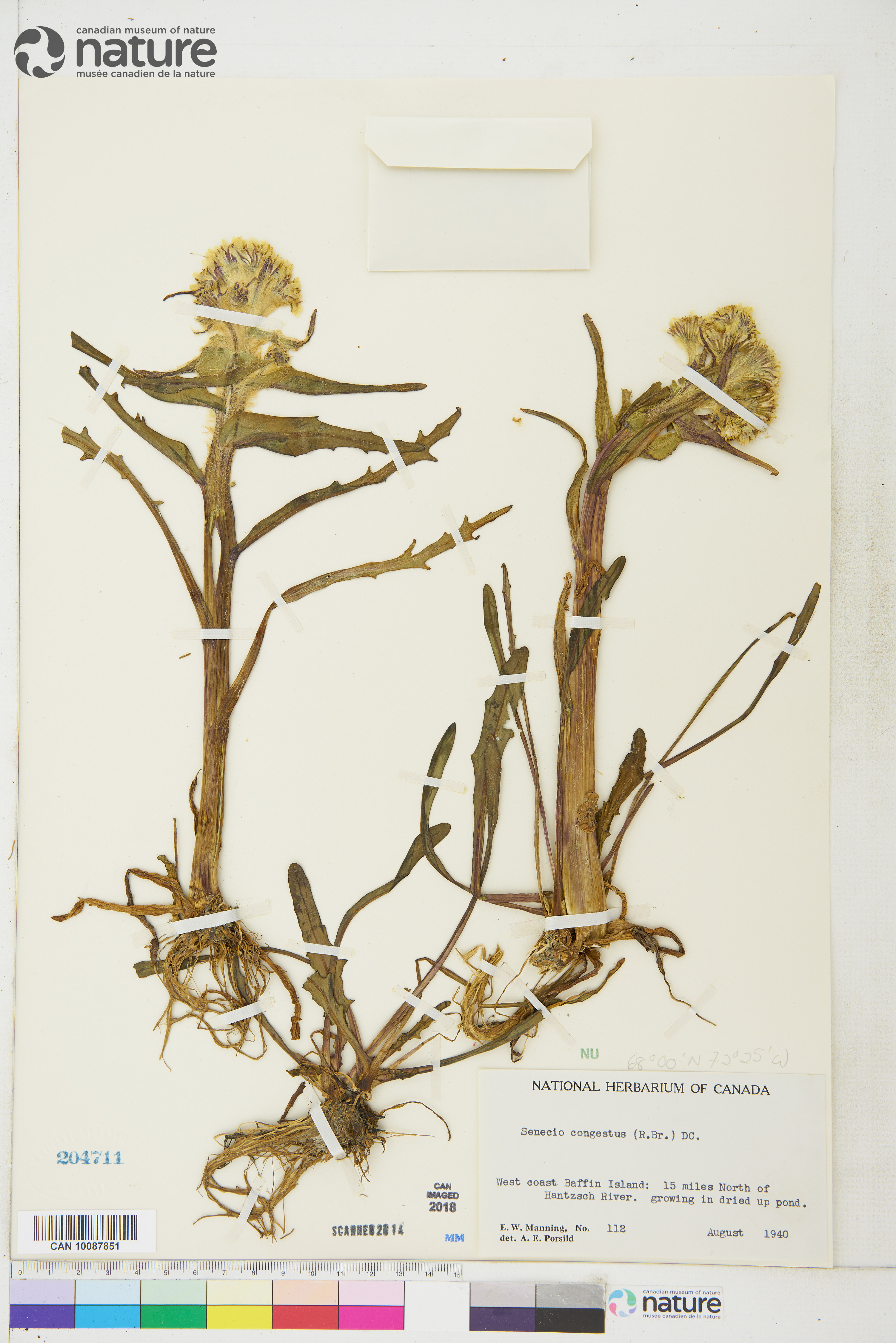 Tephroseris palustris image