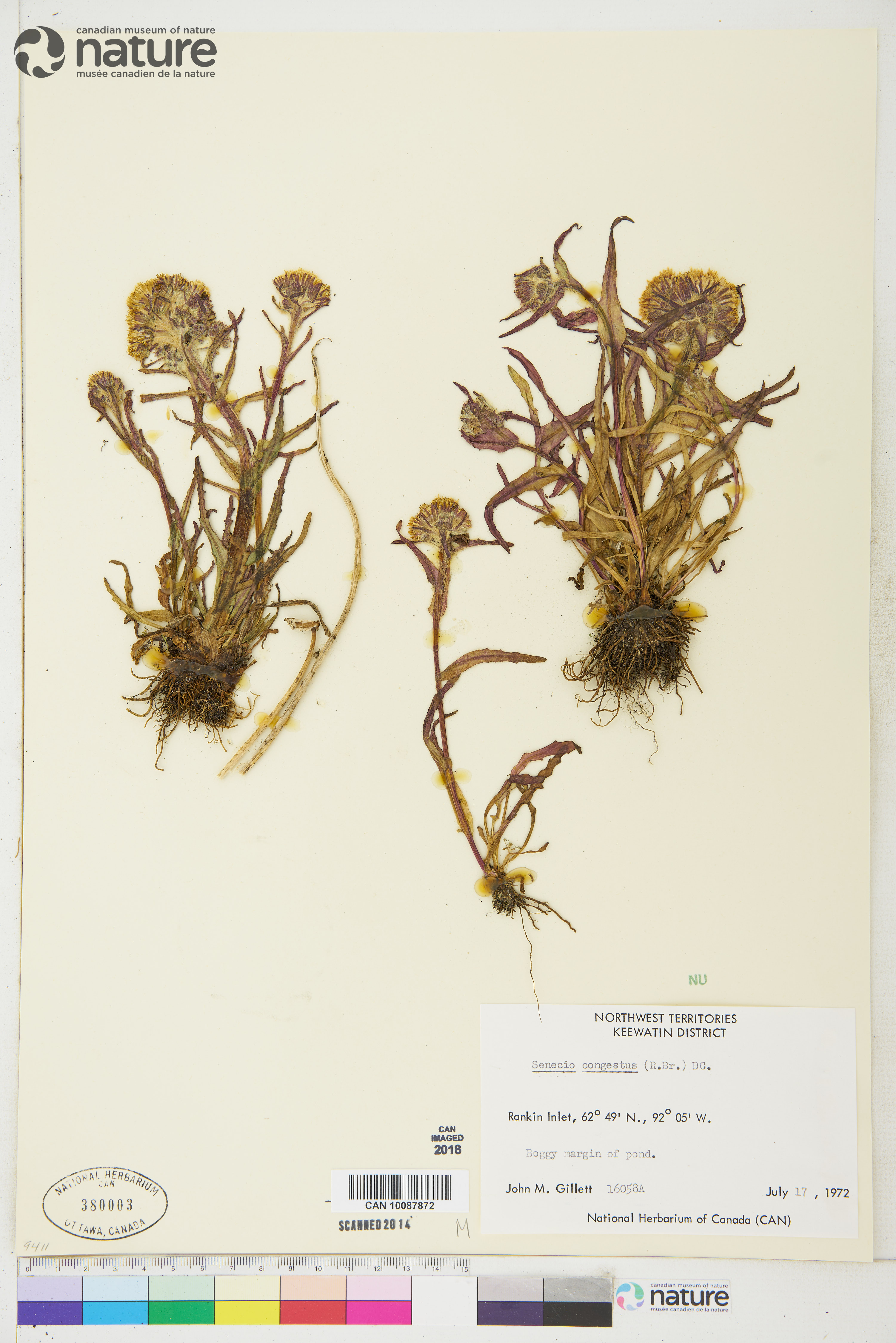 Tephroseris palustris image