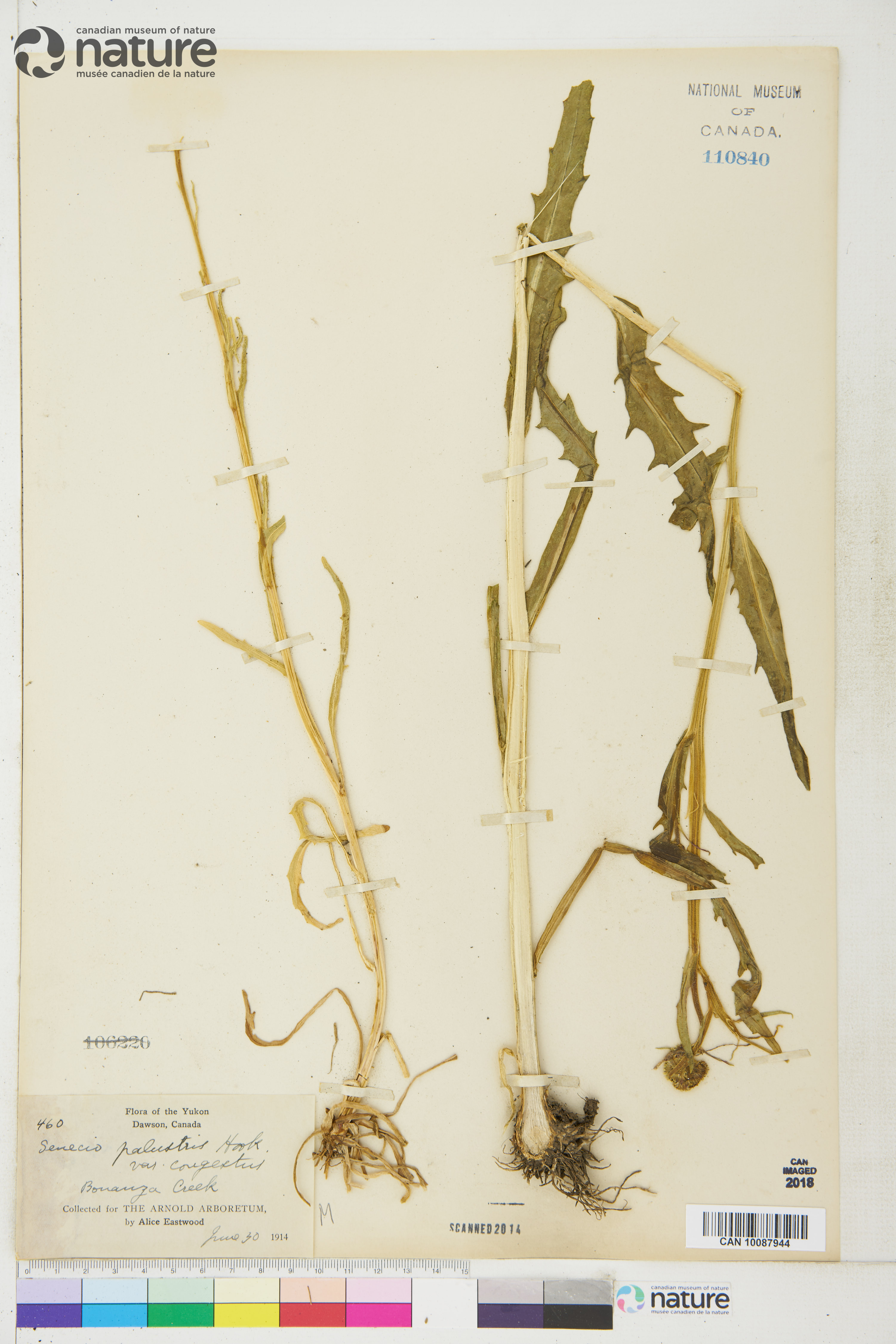 Tephroseris palustris image