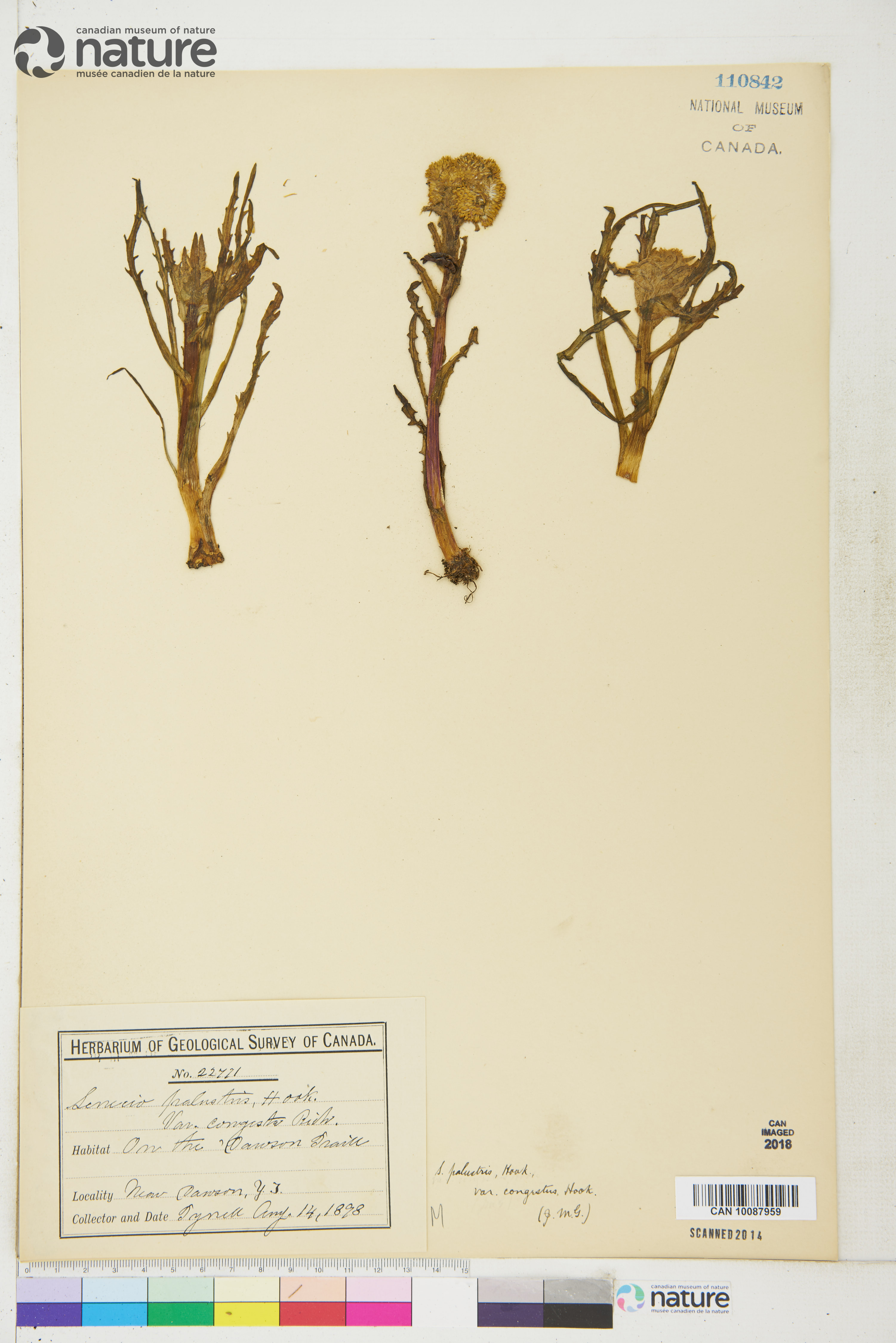 Tephroseris palustris image