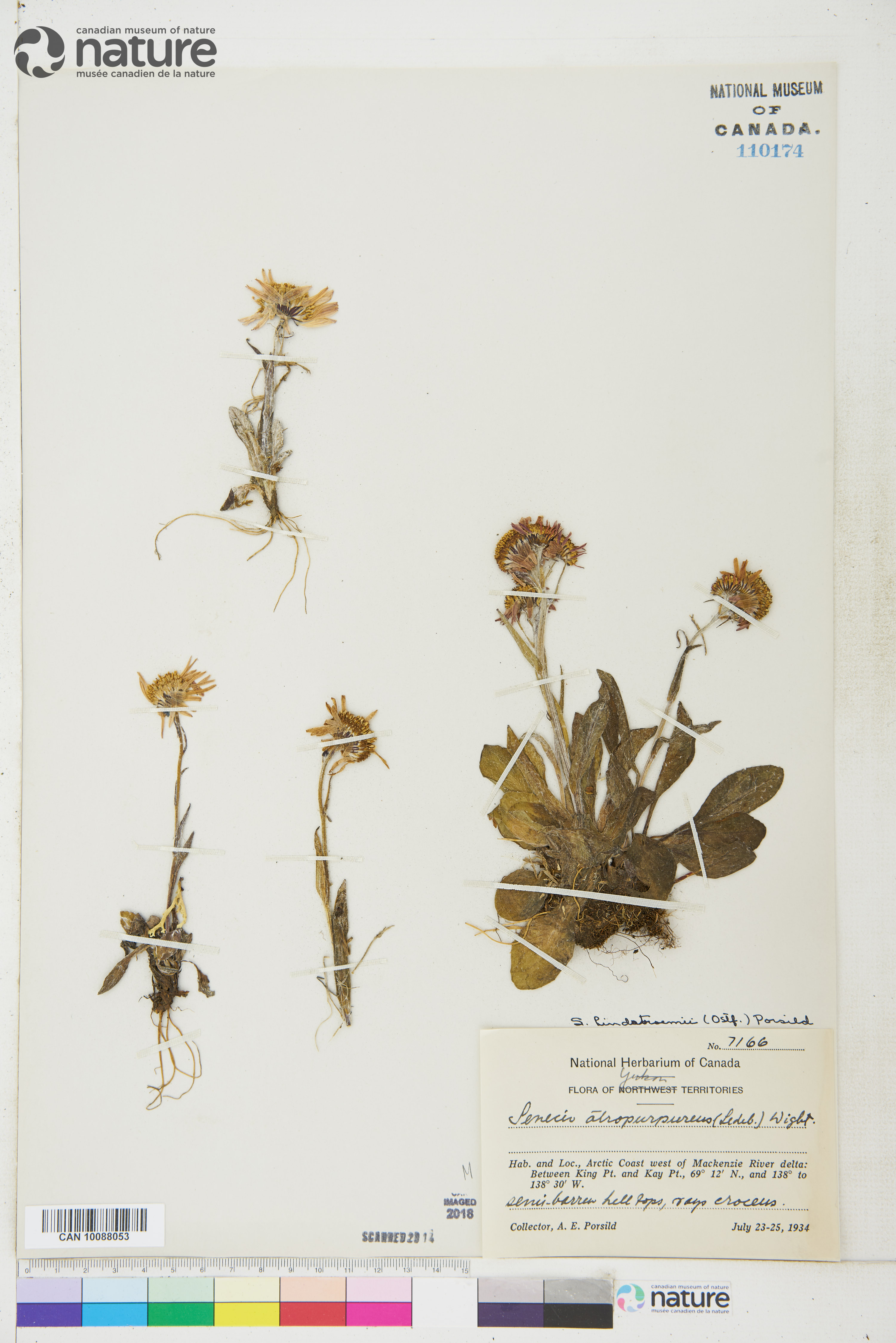 Tephroseris lindstroemii image