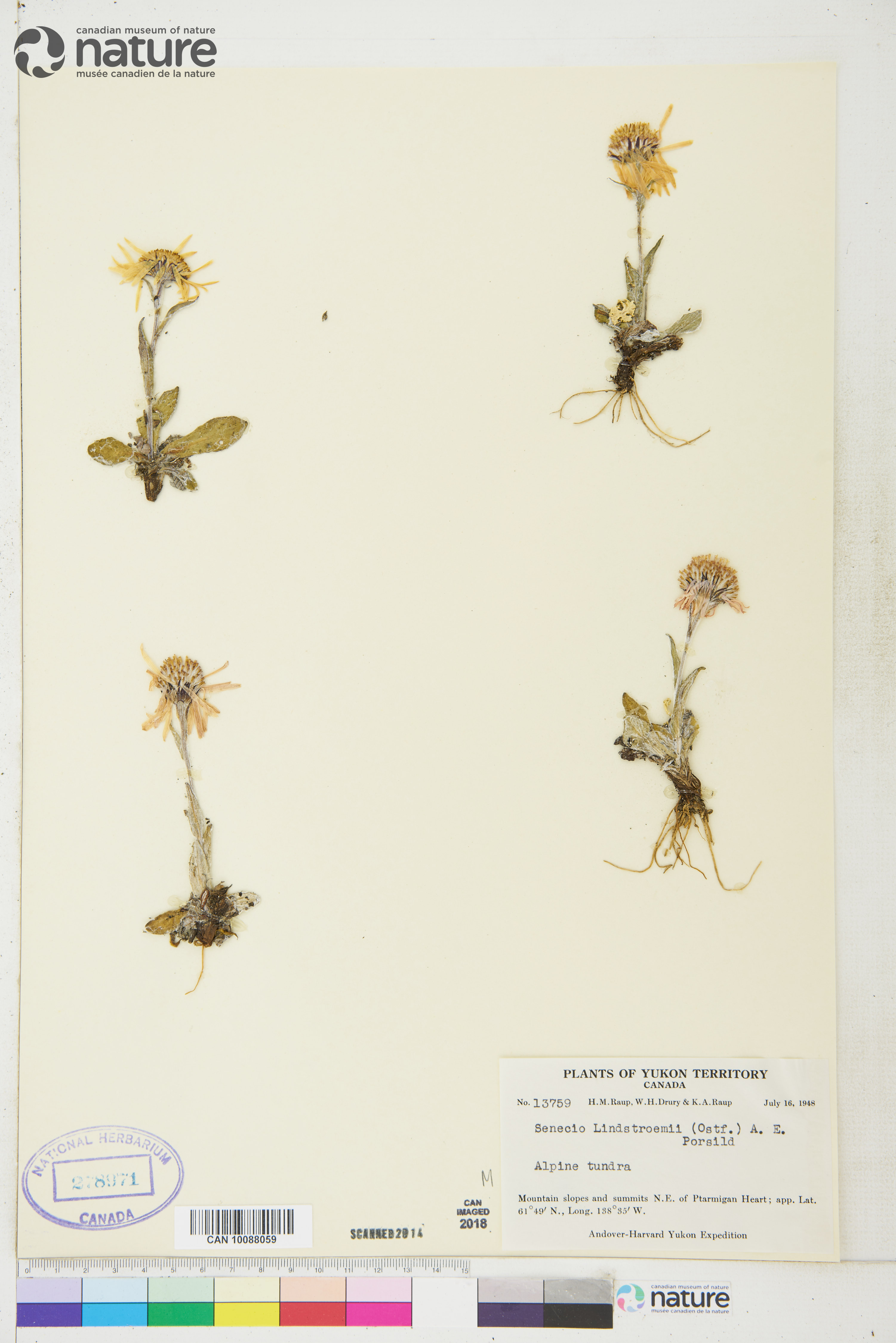 Tephroseris lindstroemii image