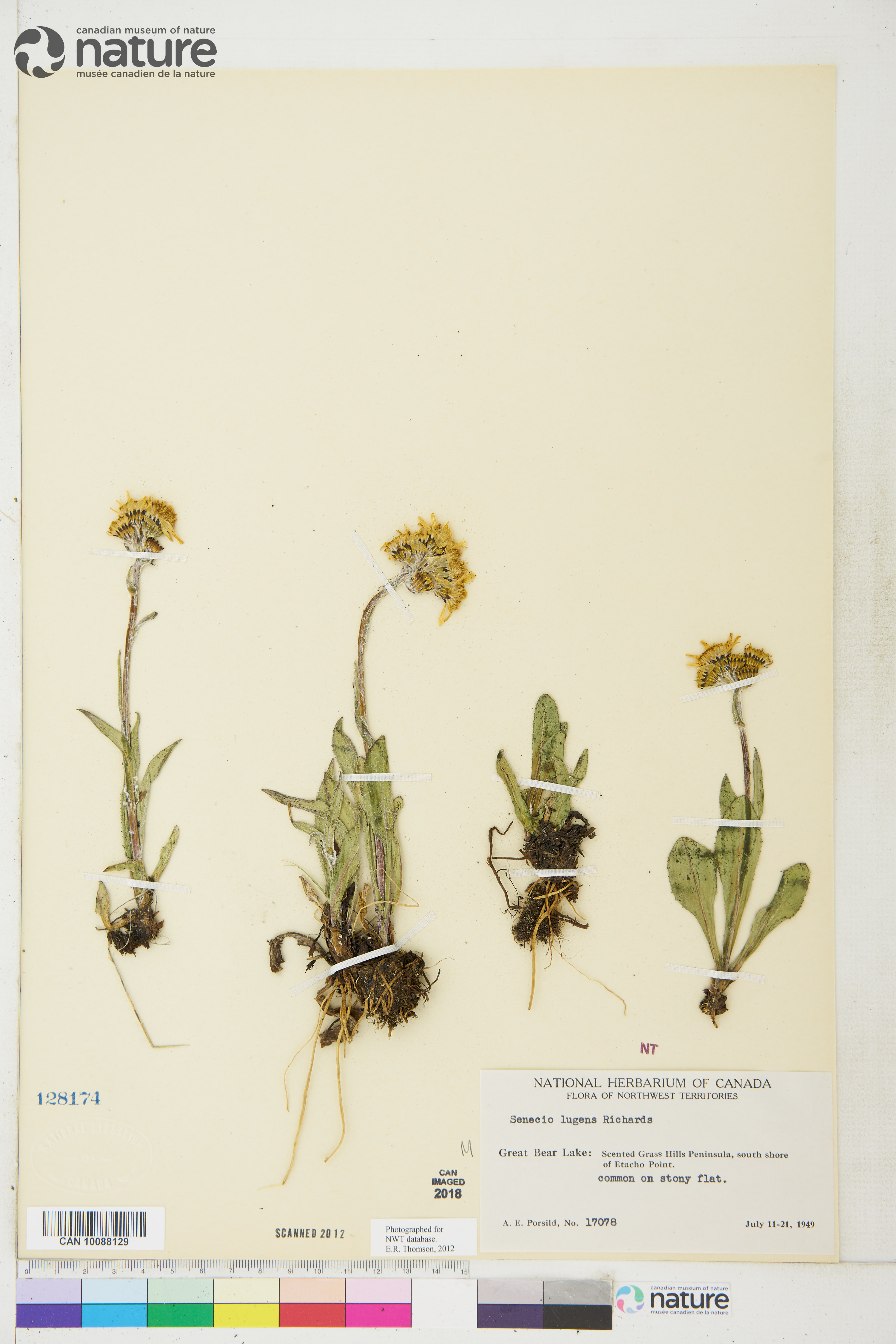 Senecio lugens image