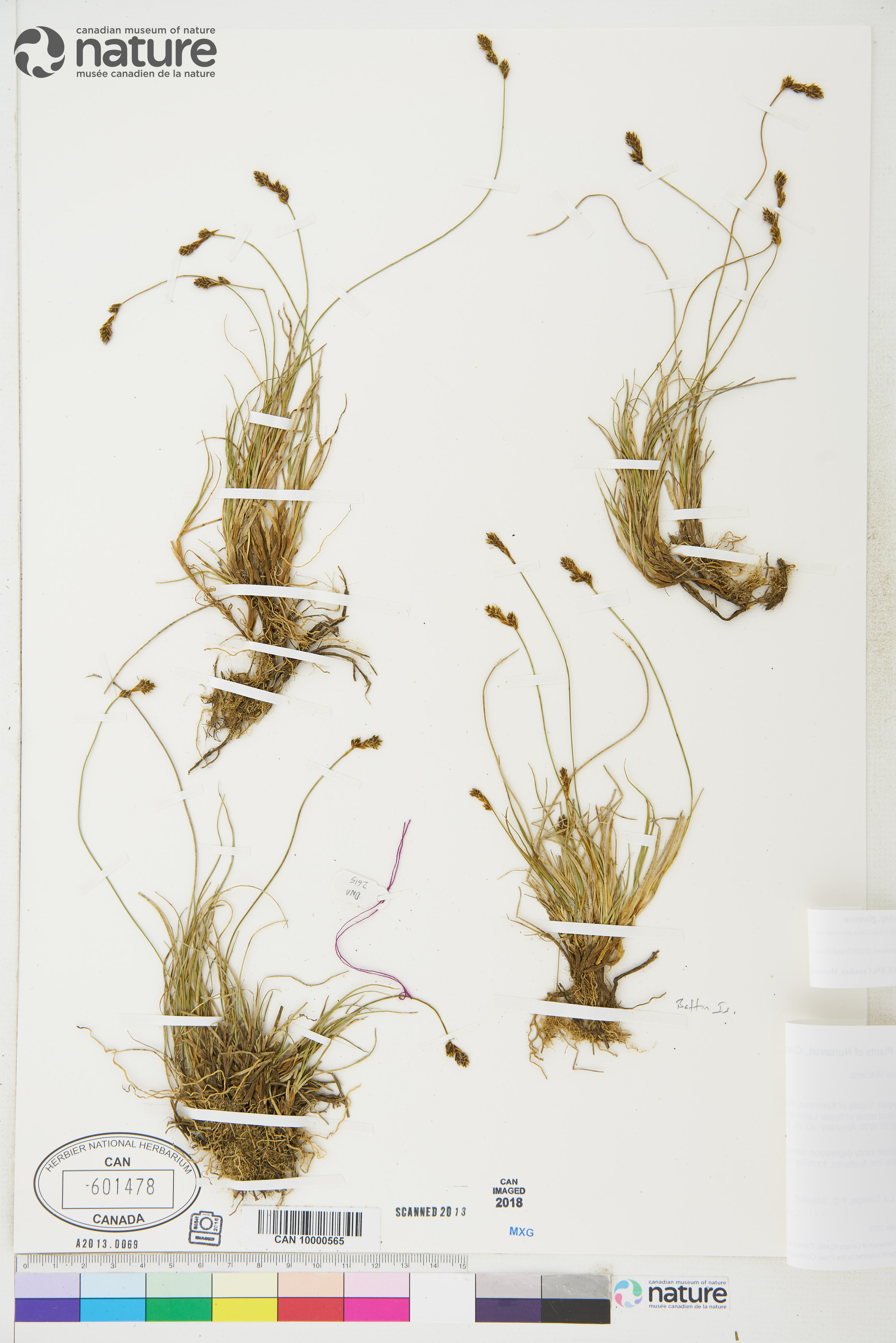 Carex glareosa subsp. glareosa image