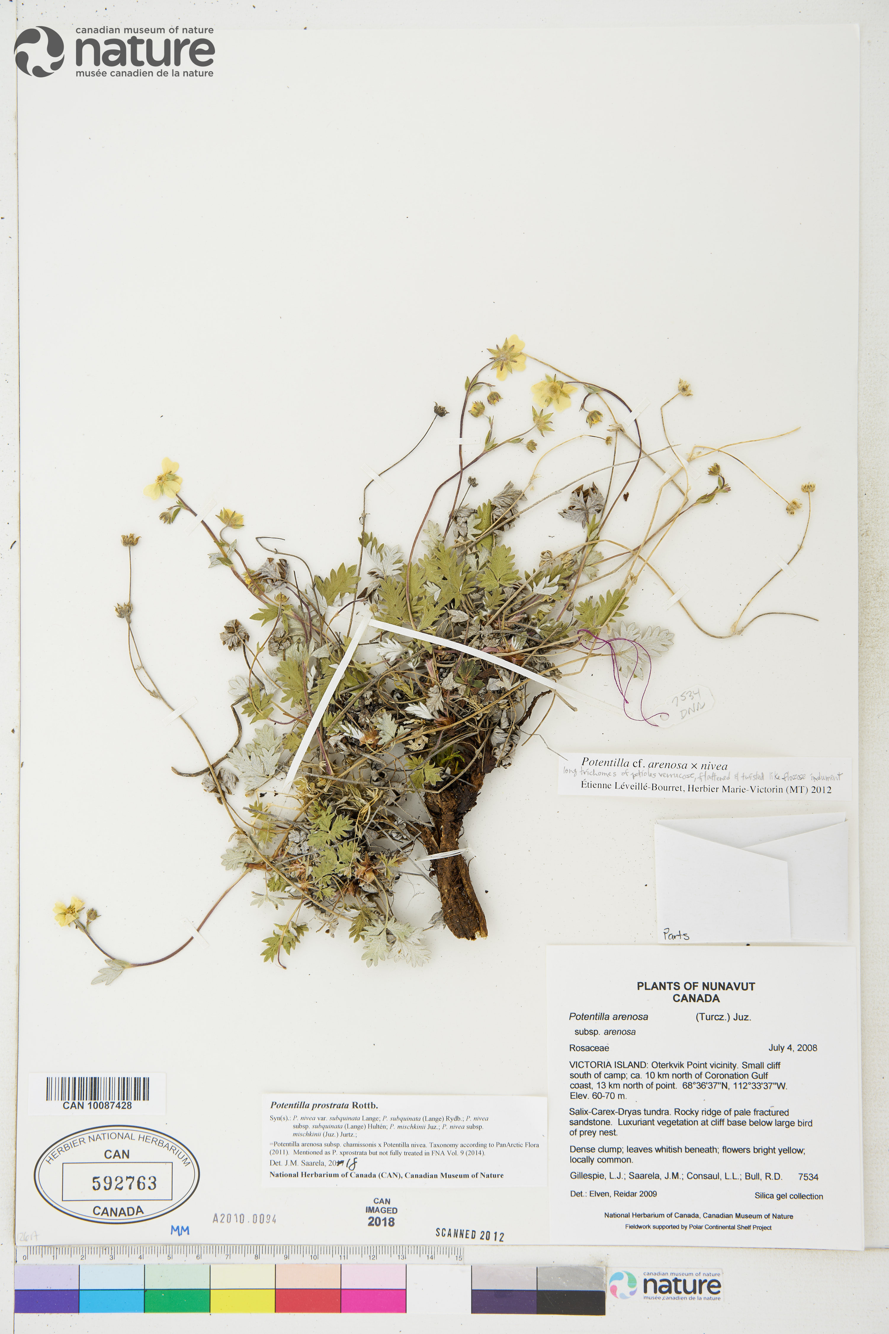 Potentilla prostrata image