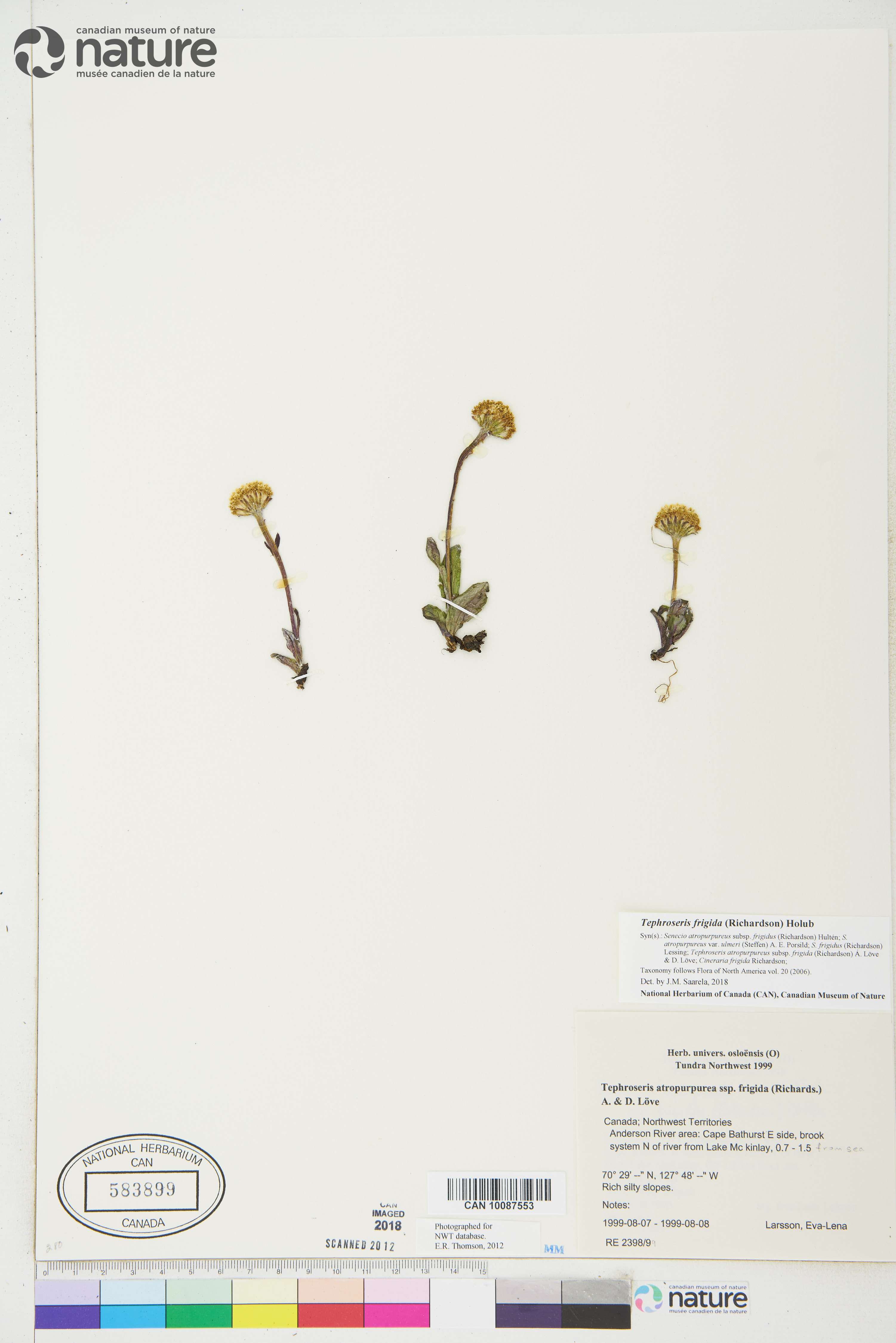 Tephroseris atropurpurea subsp. frigida image