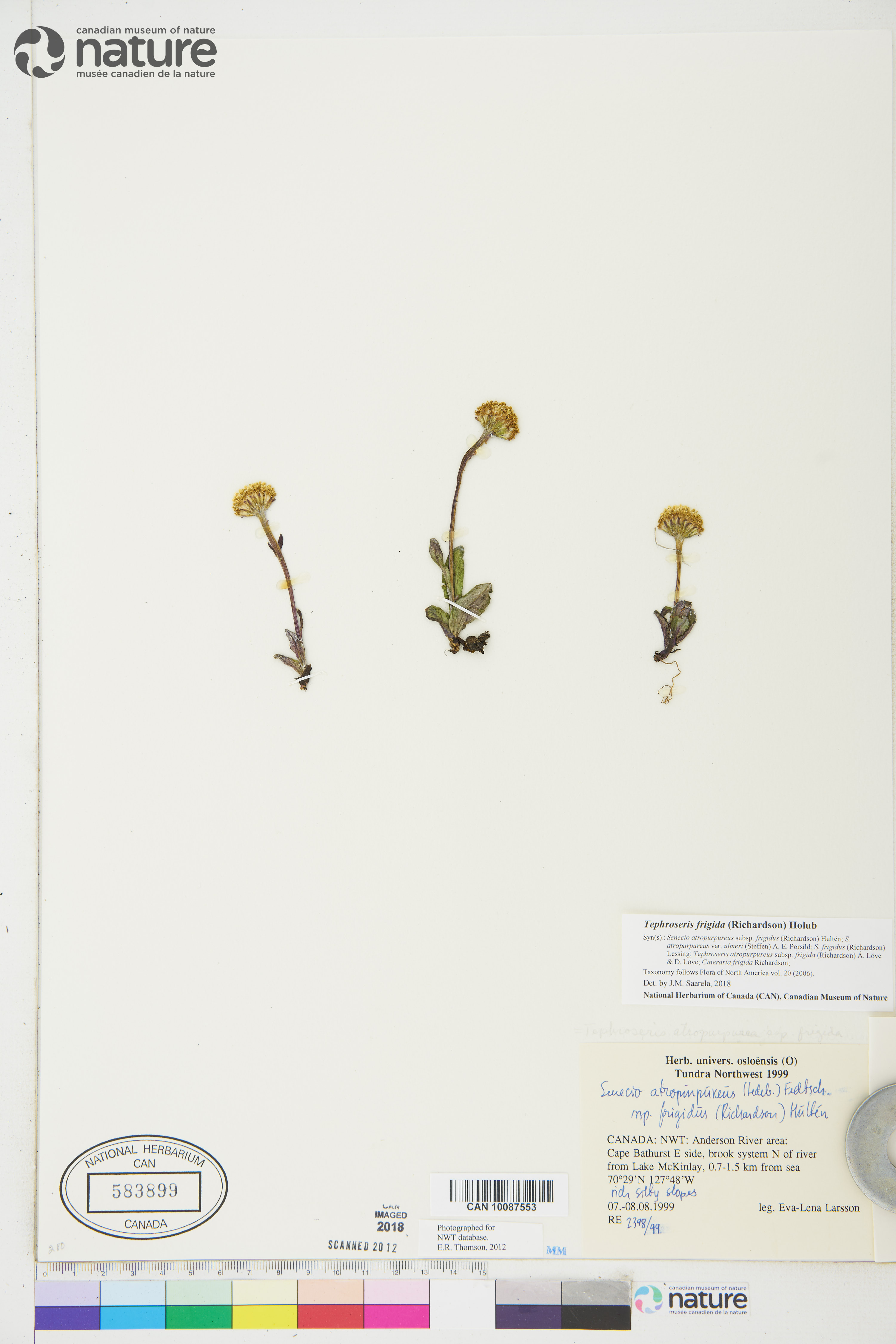Tephroseris atropurpurea subsp. frigida image
