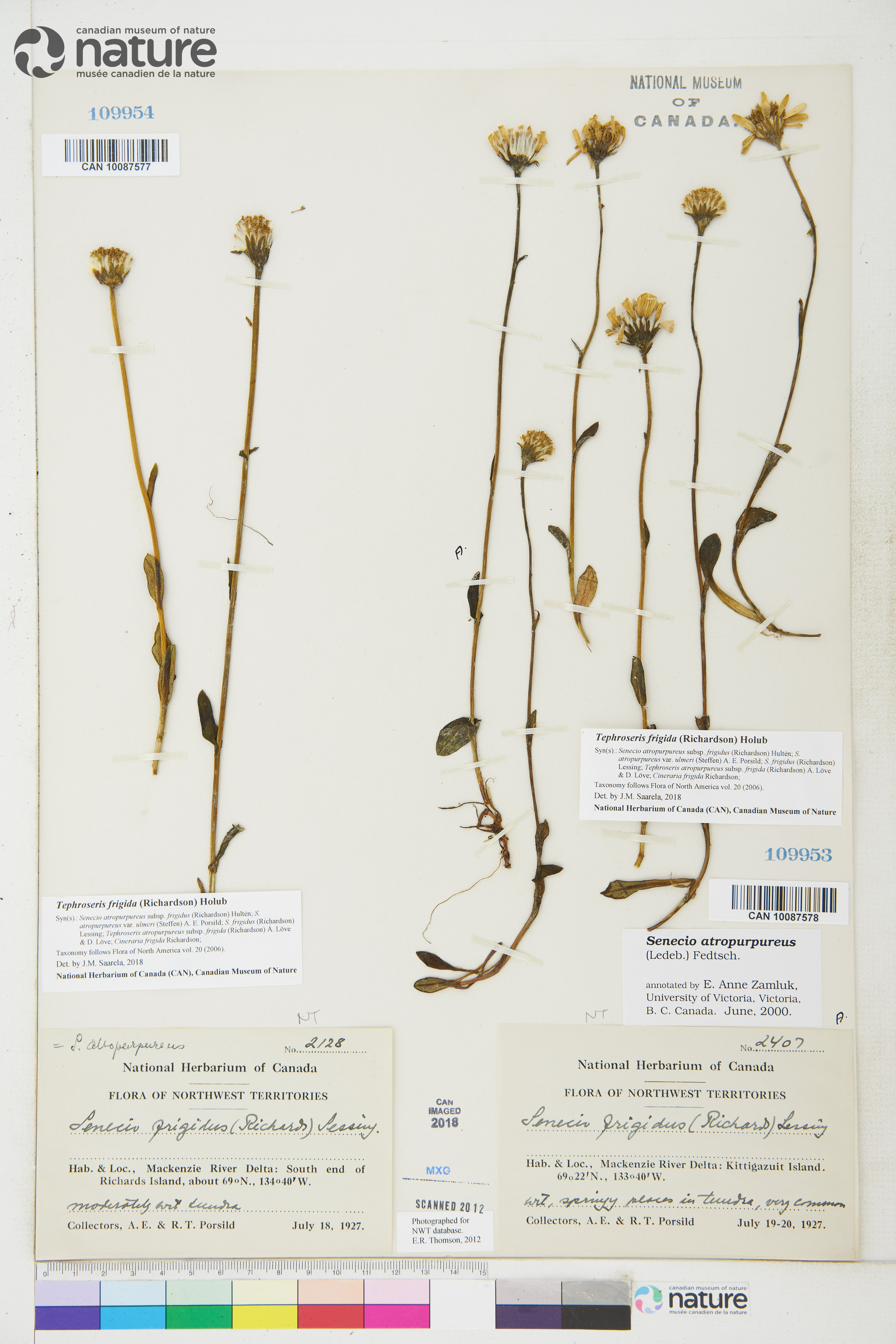Senecio atropurpureus image