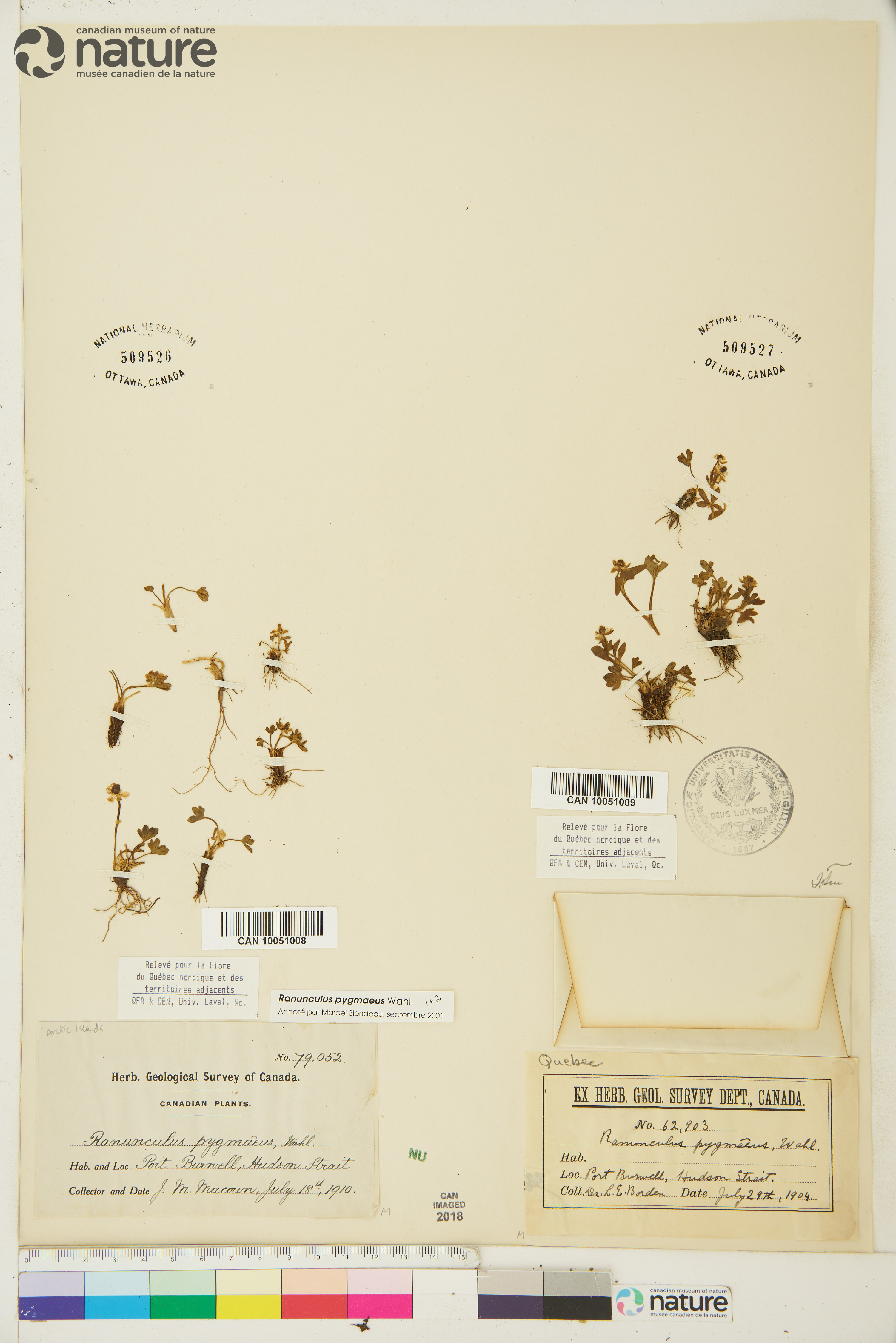 Ranunculus pygmaeus image