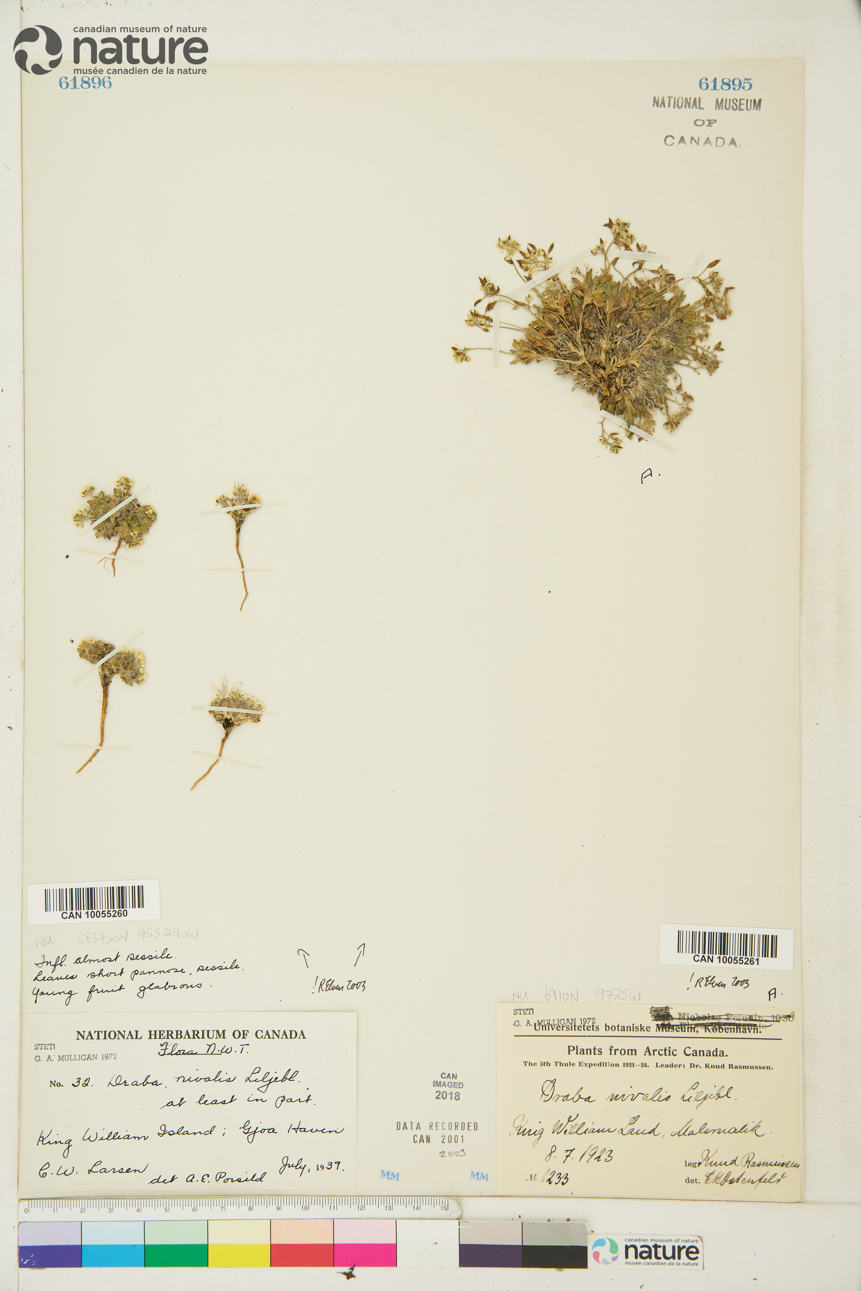 Draba nivalis image