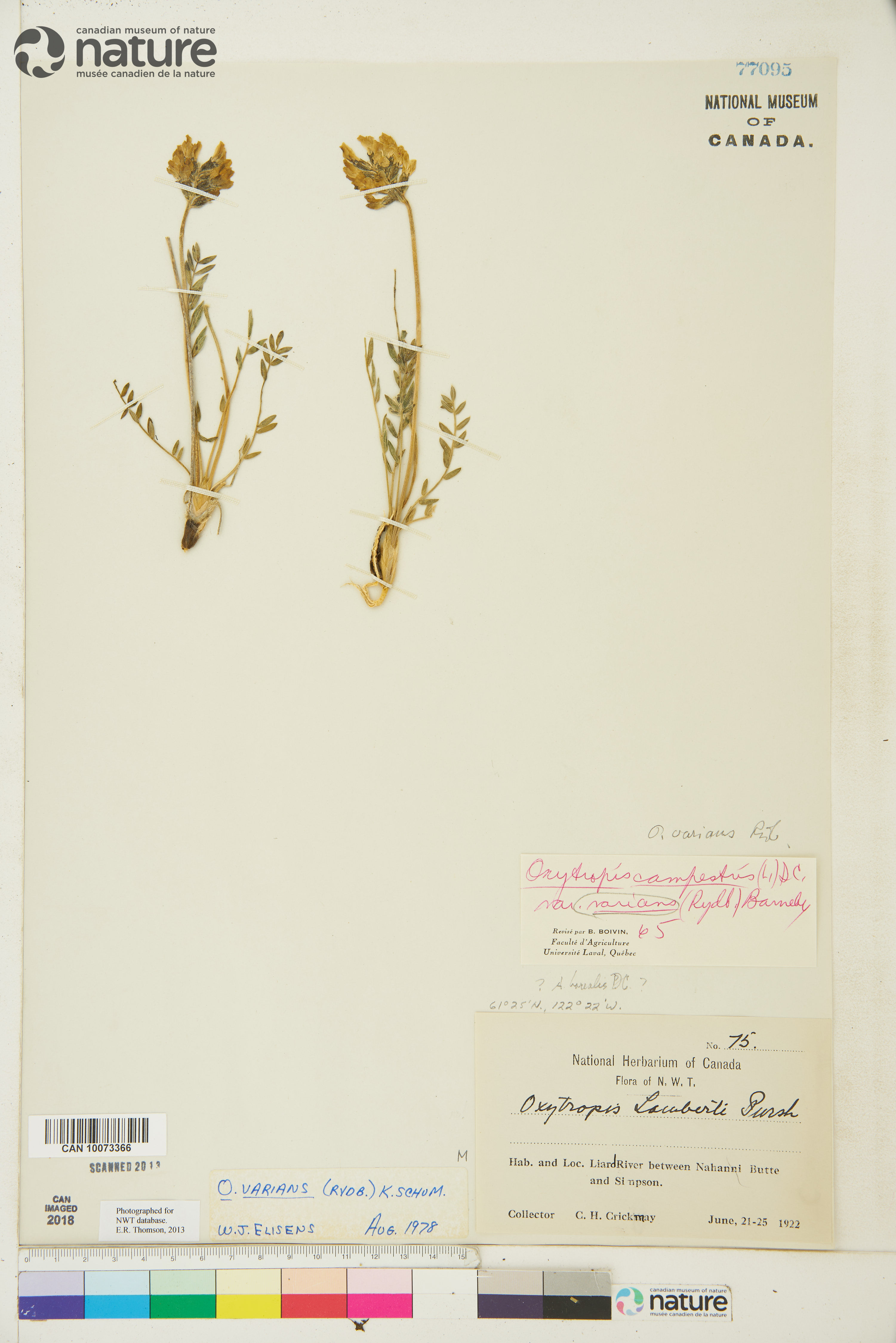 Oxytropis varians image