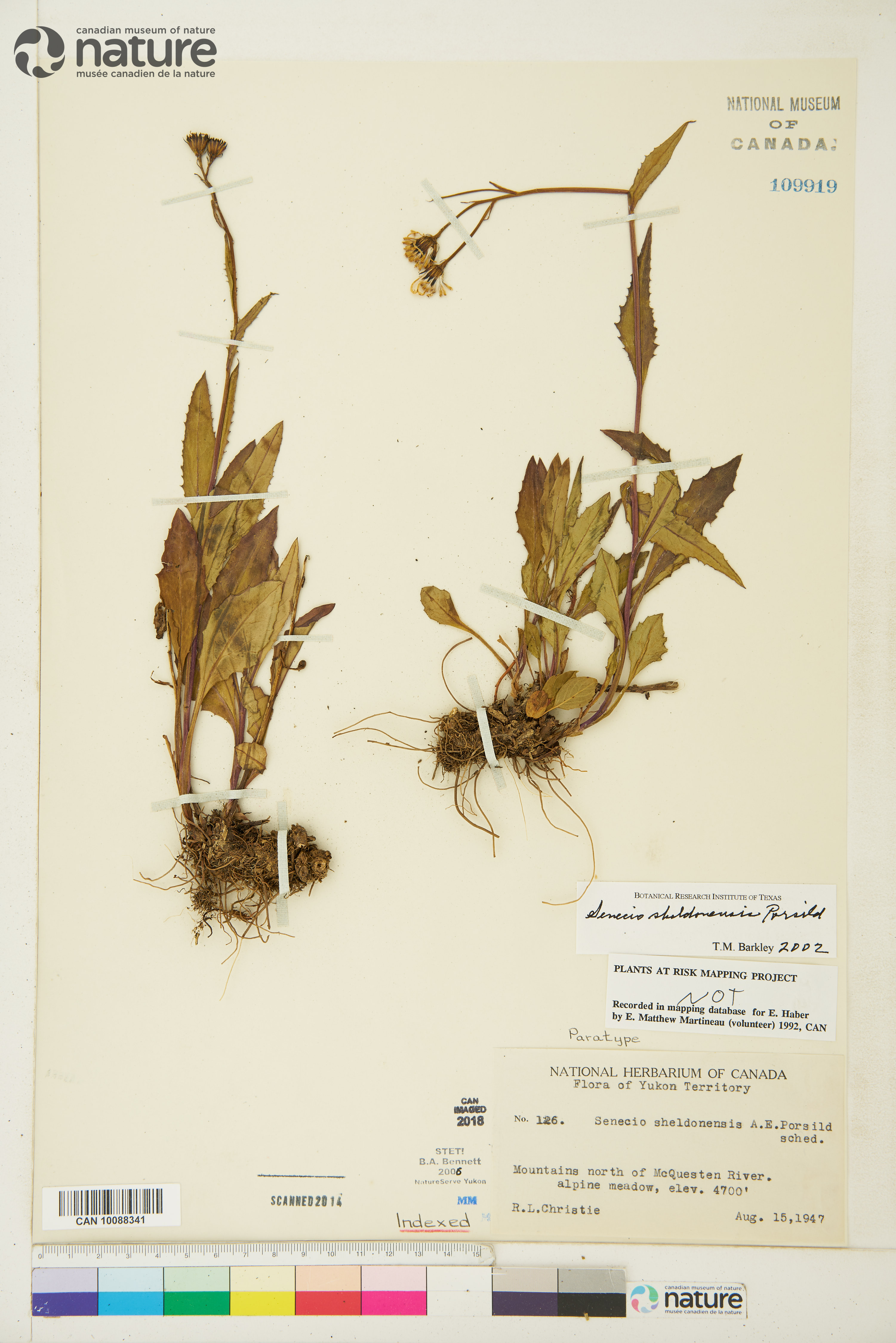 Senecio sheldonensis image