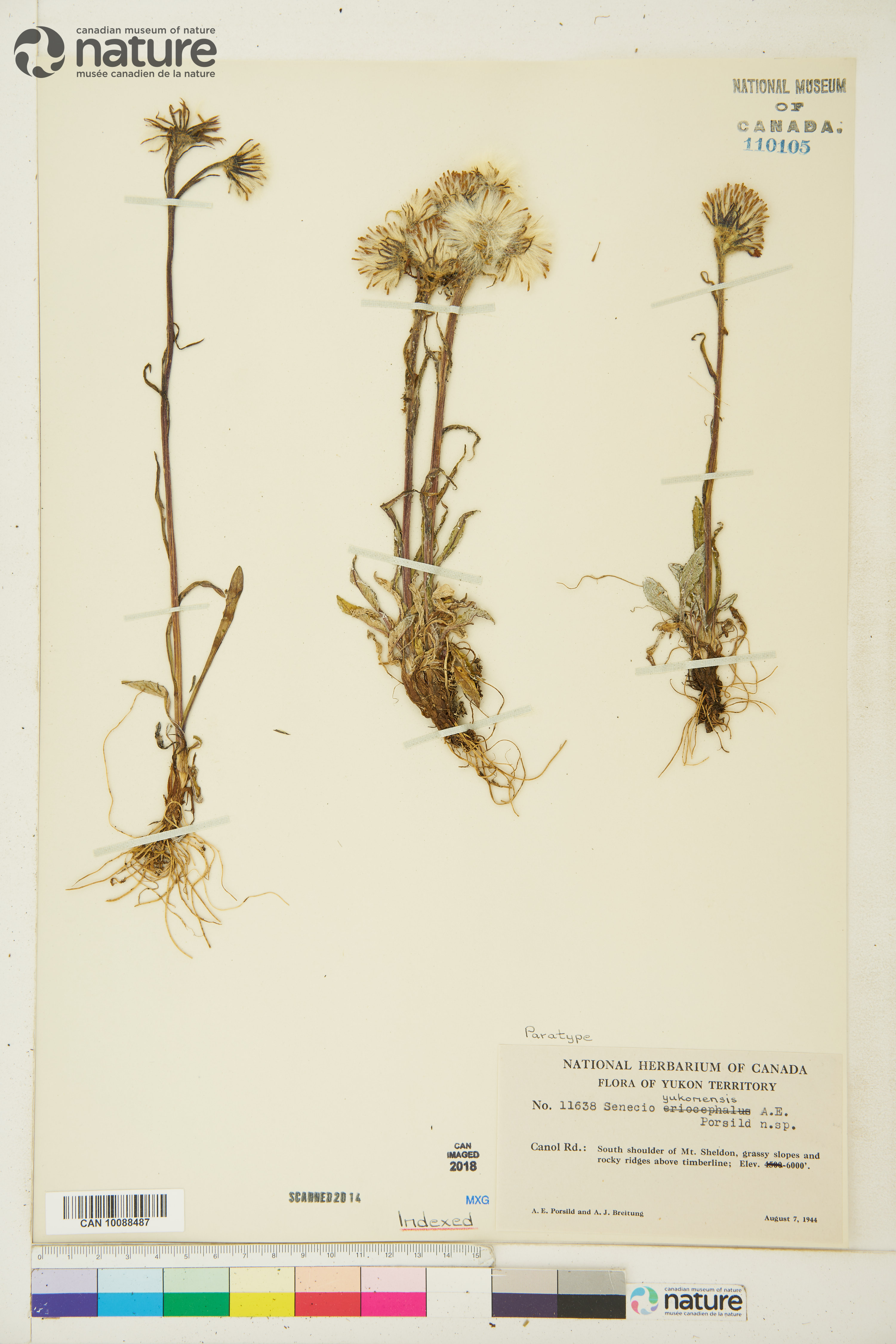 Senecio yukonensis image