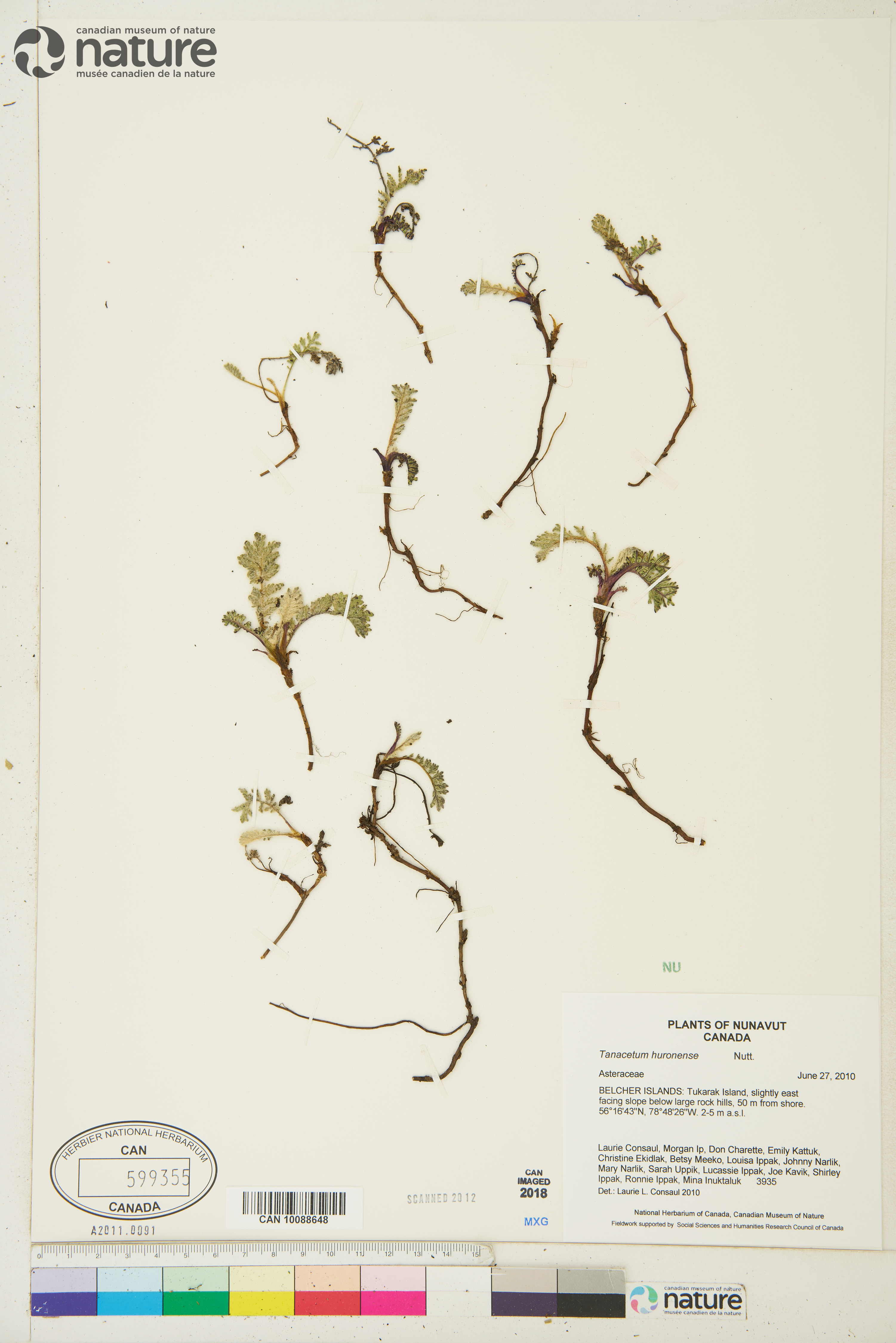 Tanacetum huronense image