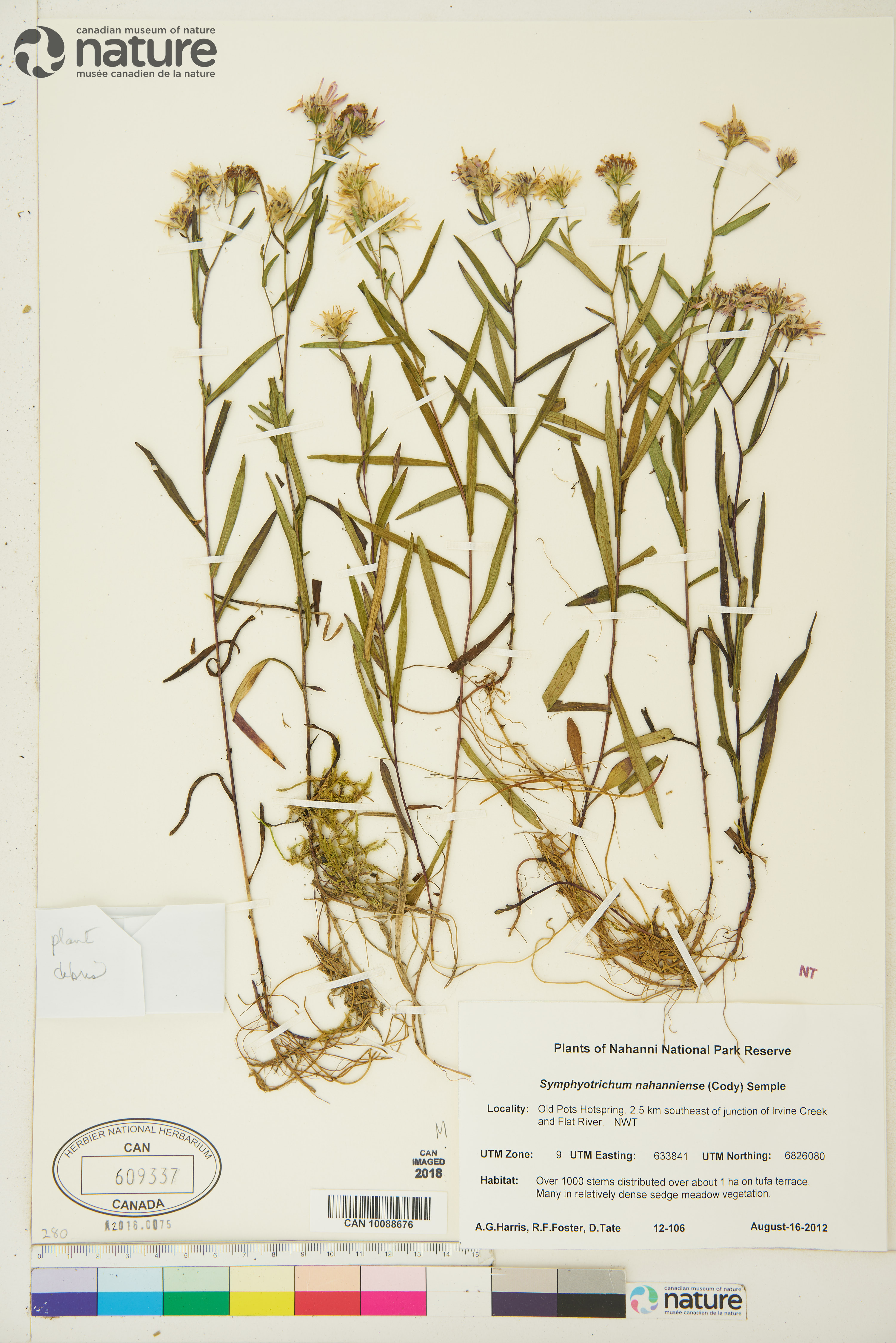 Symphyotrichum nahanniense image