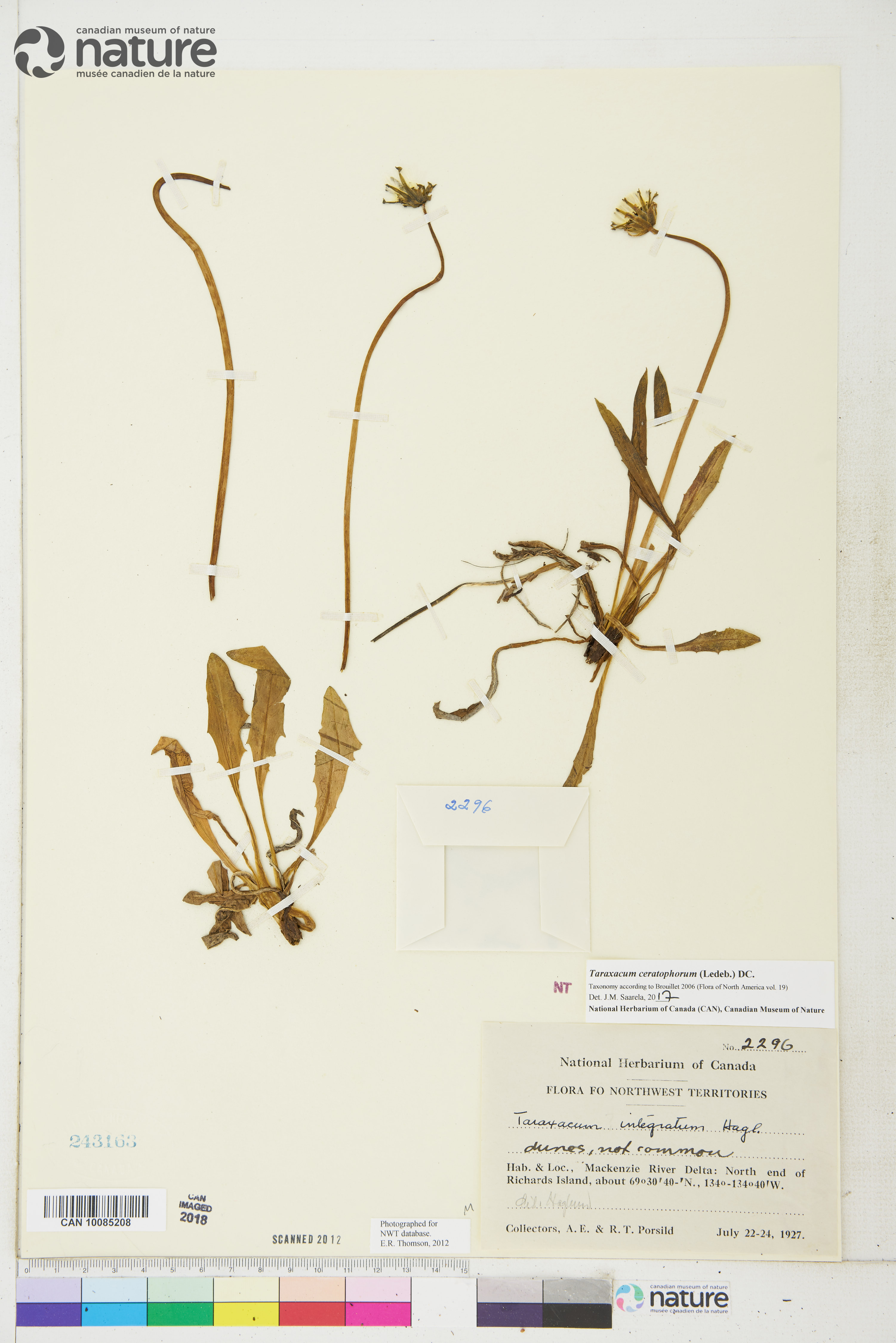 Taraxacum ceratophorum image