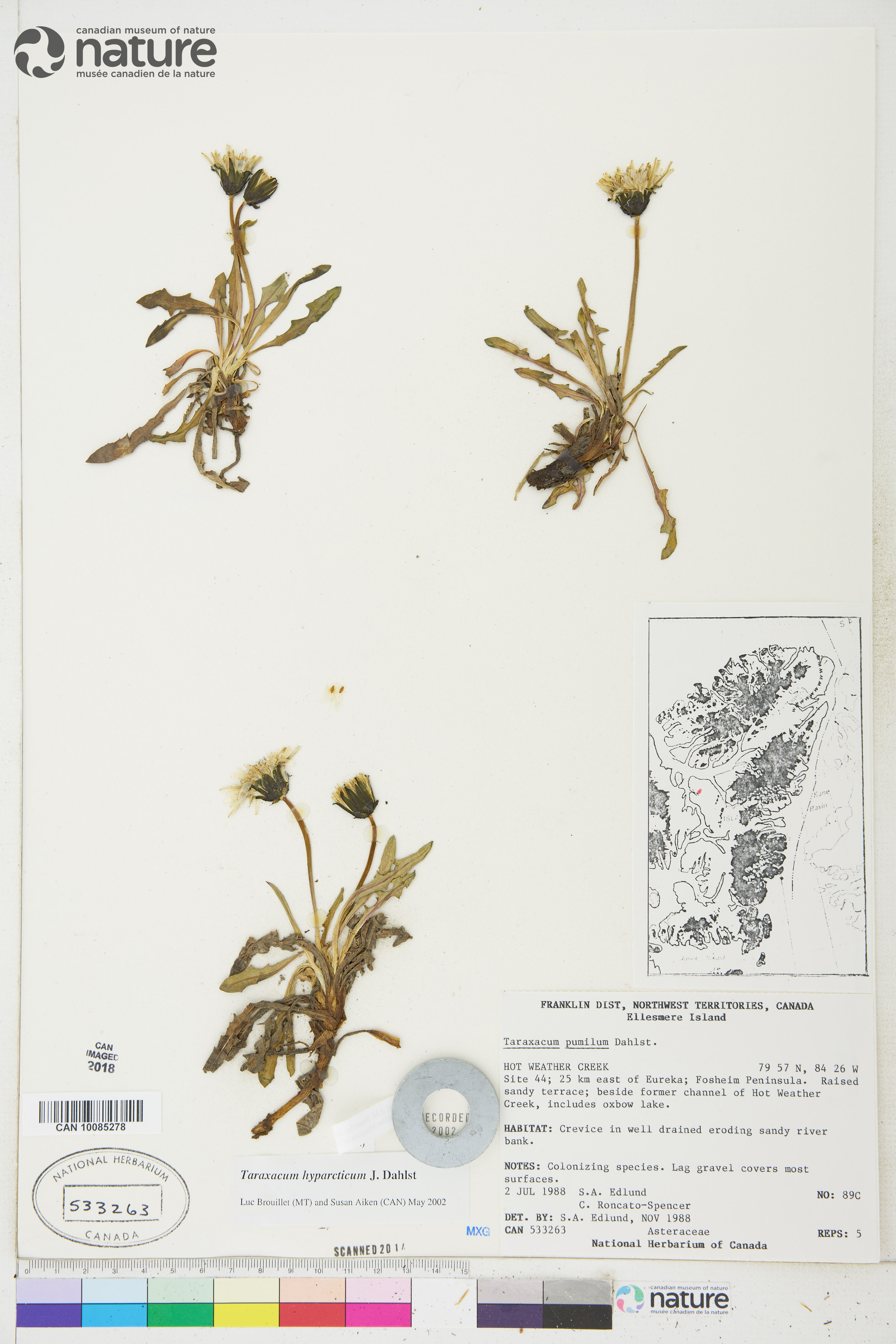 Taraxacum hyparcticum image