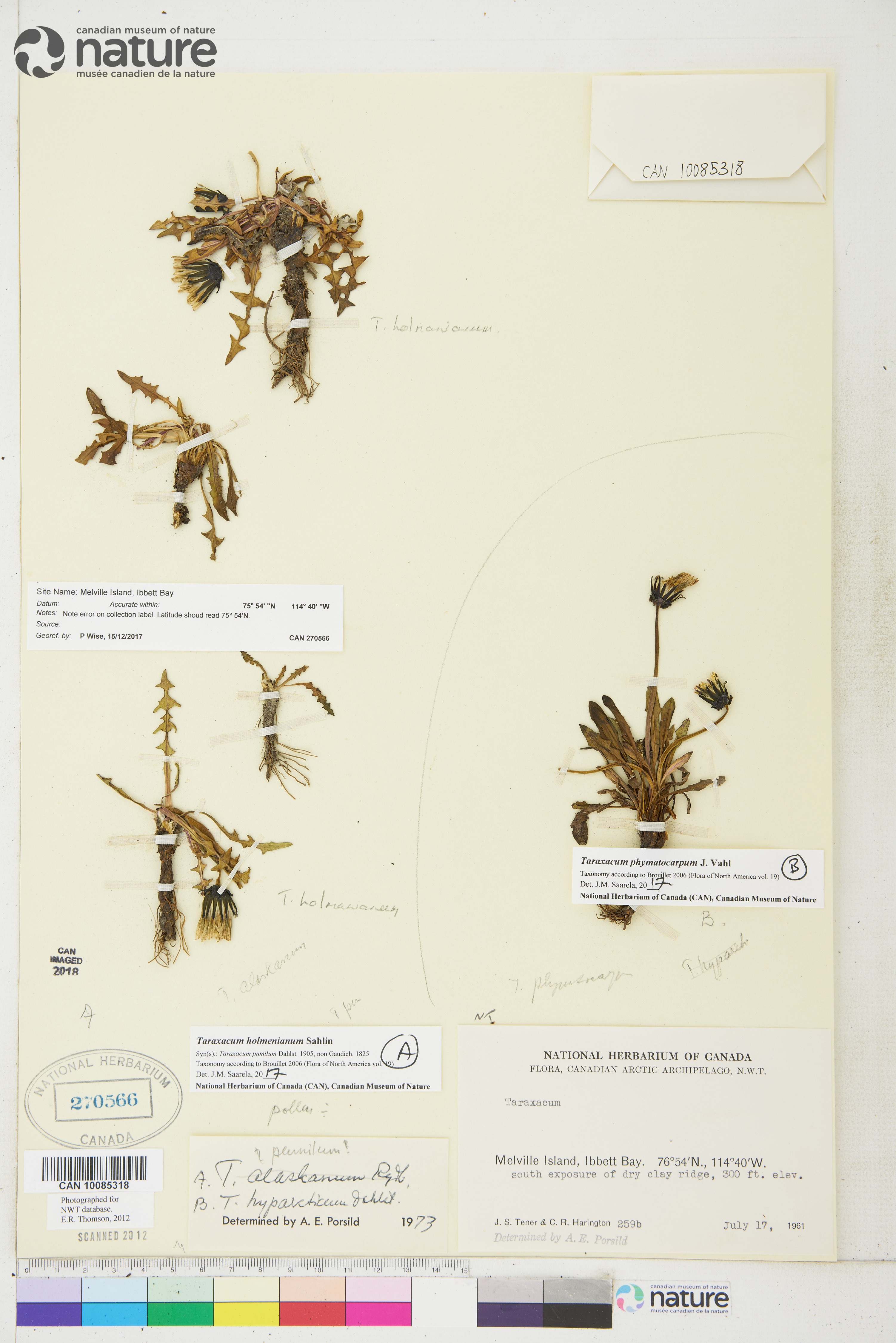 Taraxacum holmenianum image